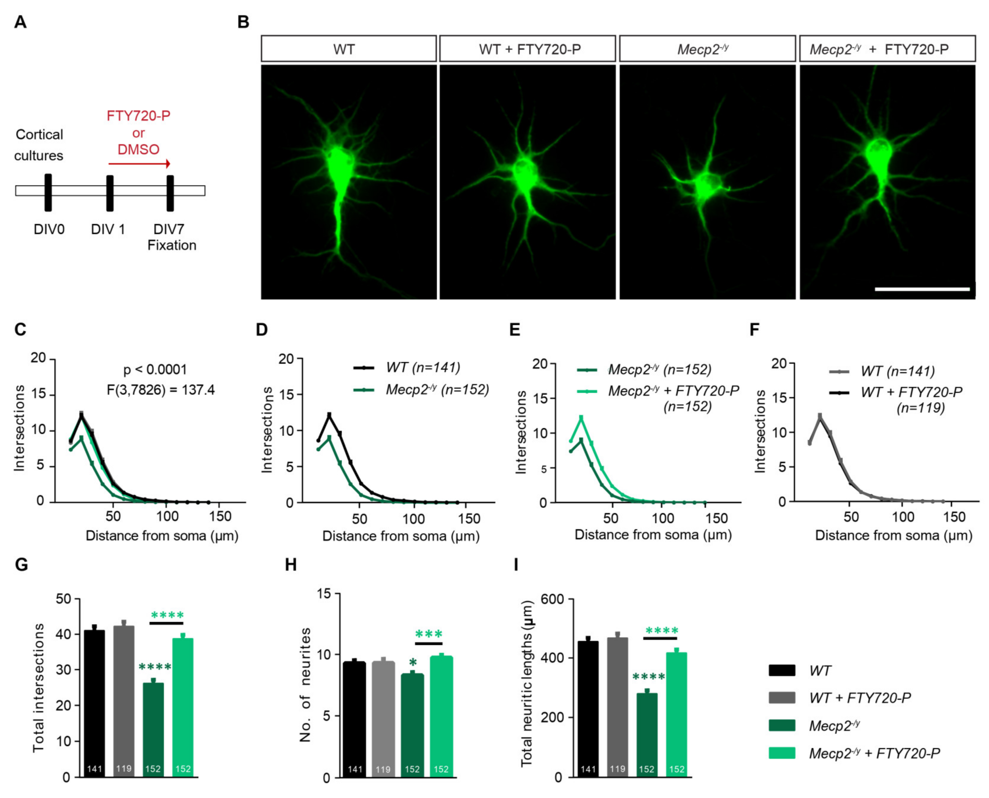 Ijms 21 03079 g004 Ijms 21 03079 g004