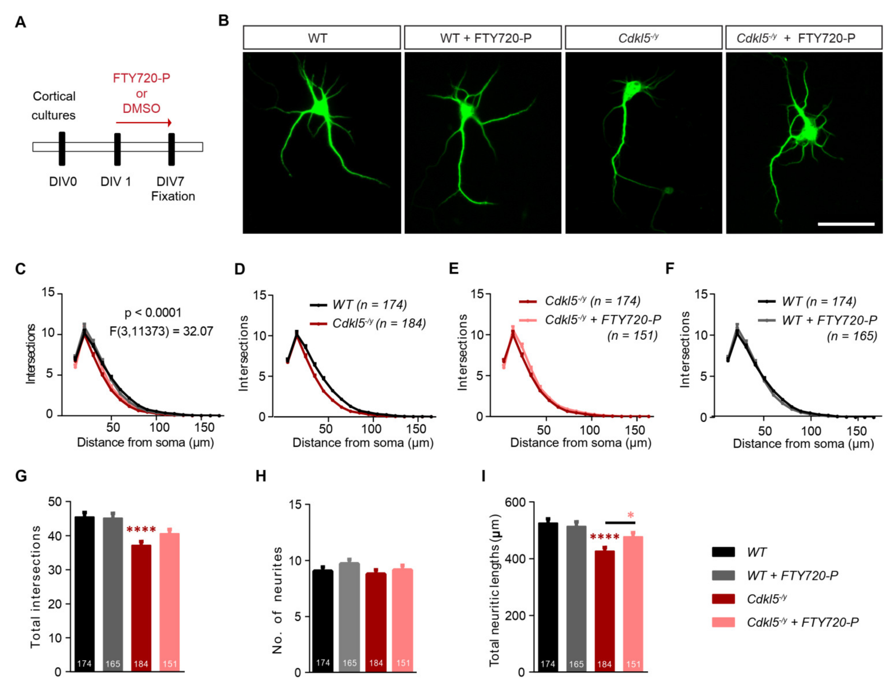 Ijms 21 03079 g005 Ijms 21 03079 g005