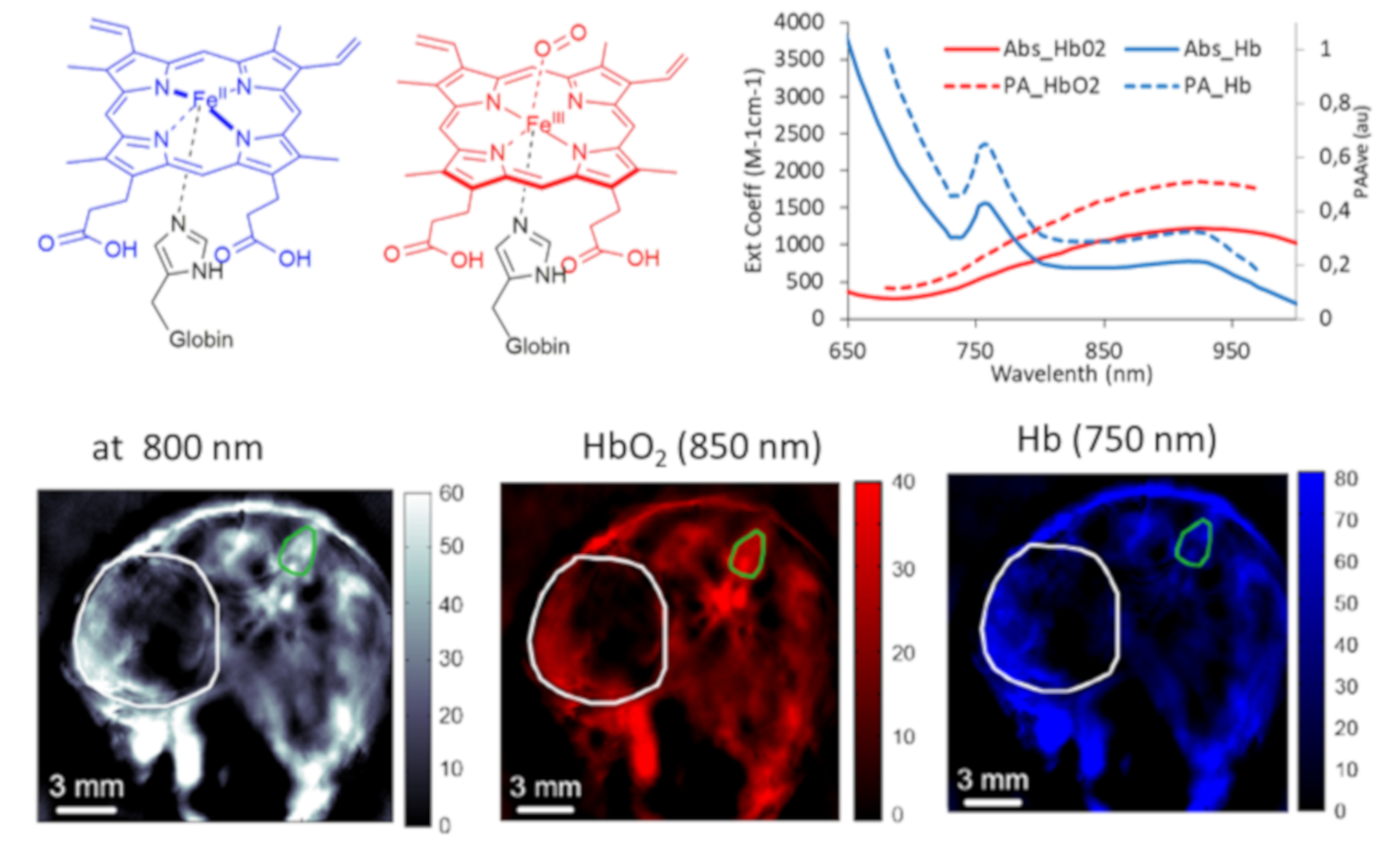 Ijms 21 03082 g003 Ijms 21 03082 g003