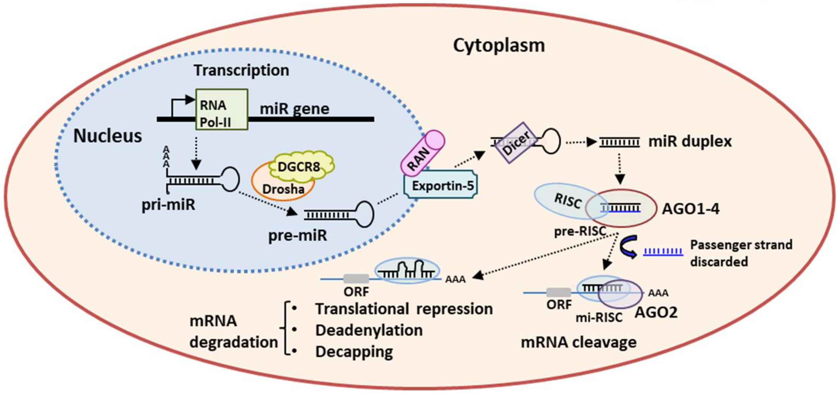 Ijms 21 03084 g001 Ijms 21 03084 g001