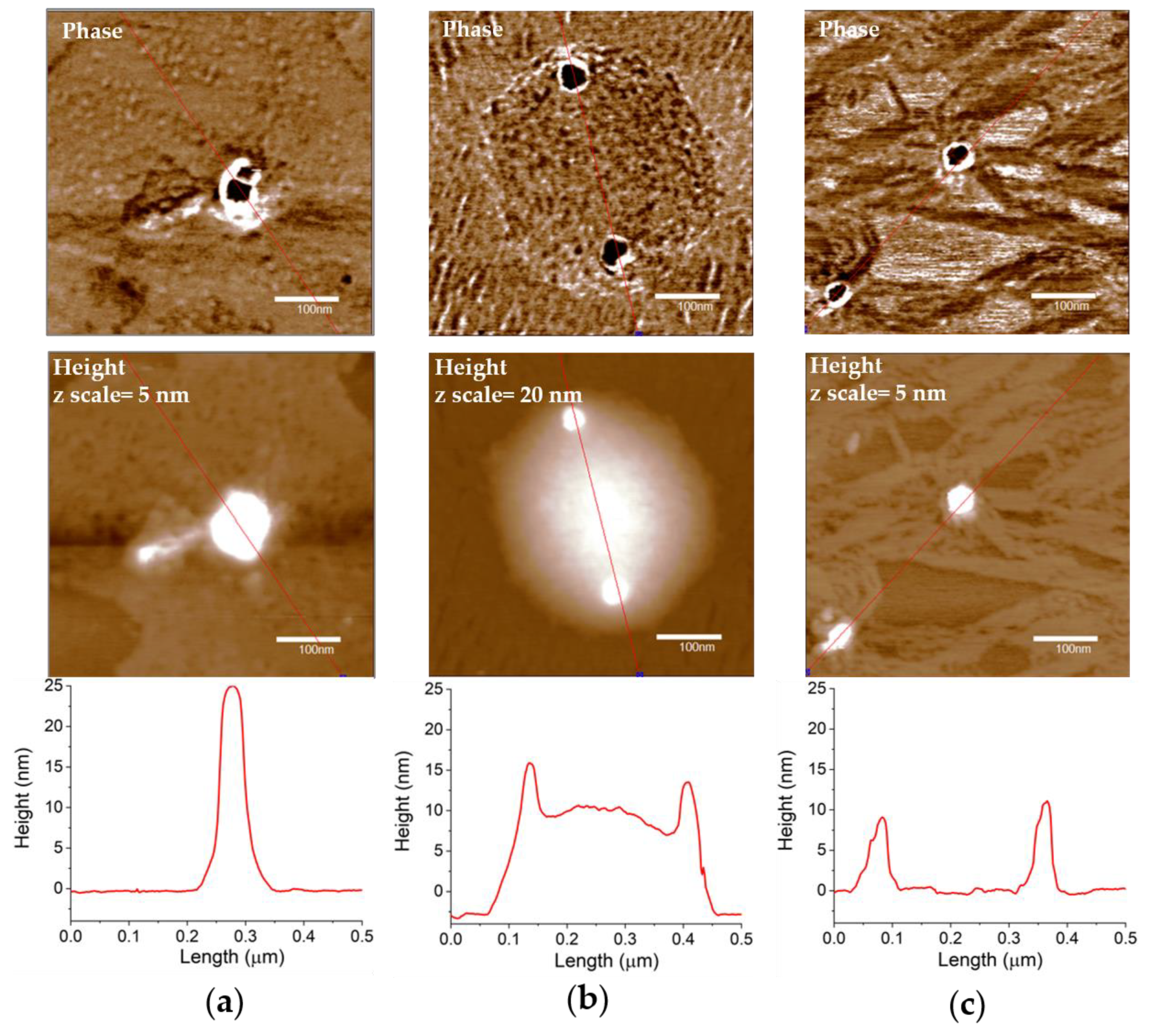 Ijms 21 03085 g004 Ijms 21 03085 g004
