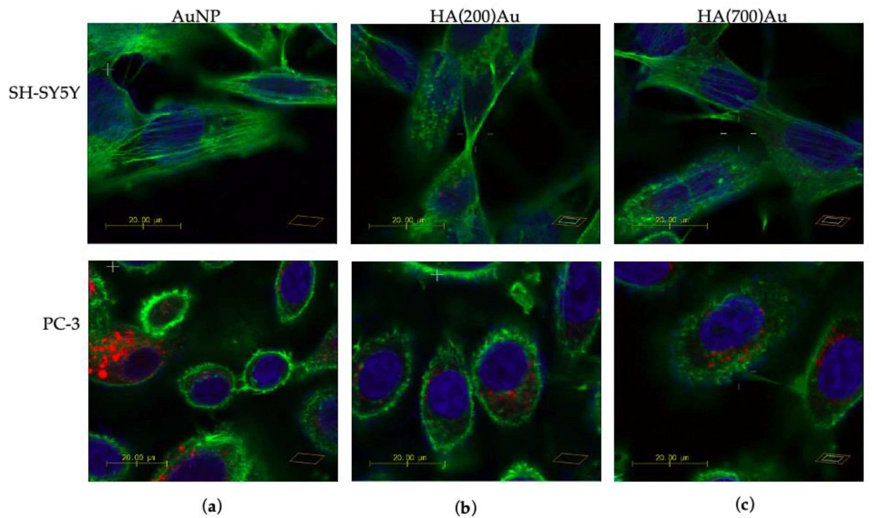 Ijms 21 03085 g010 Ijms 21 03085 g010