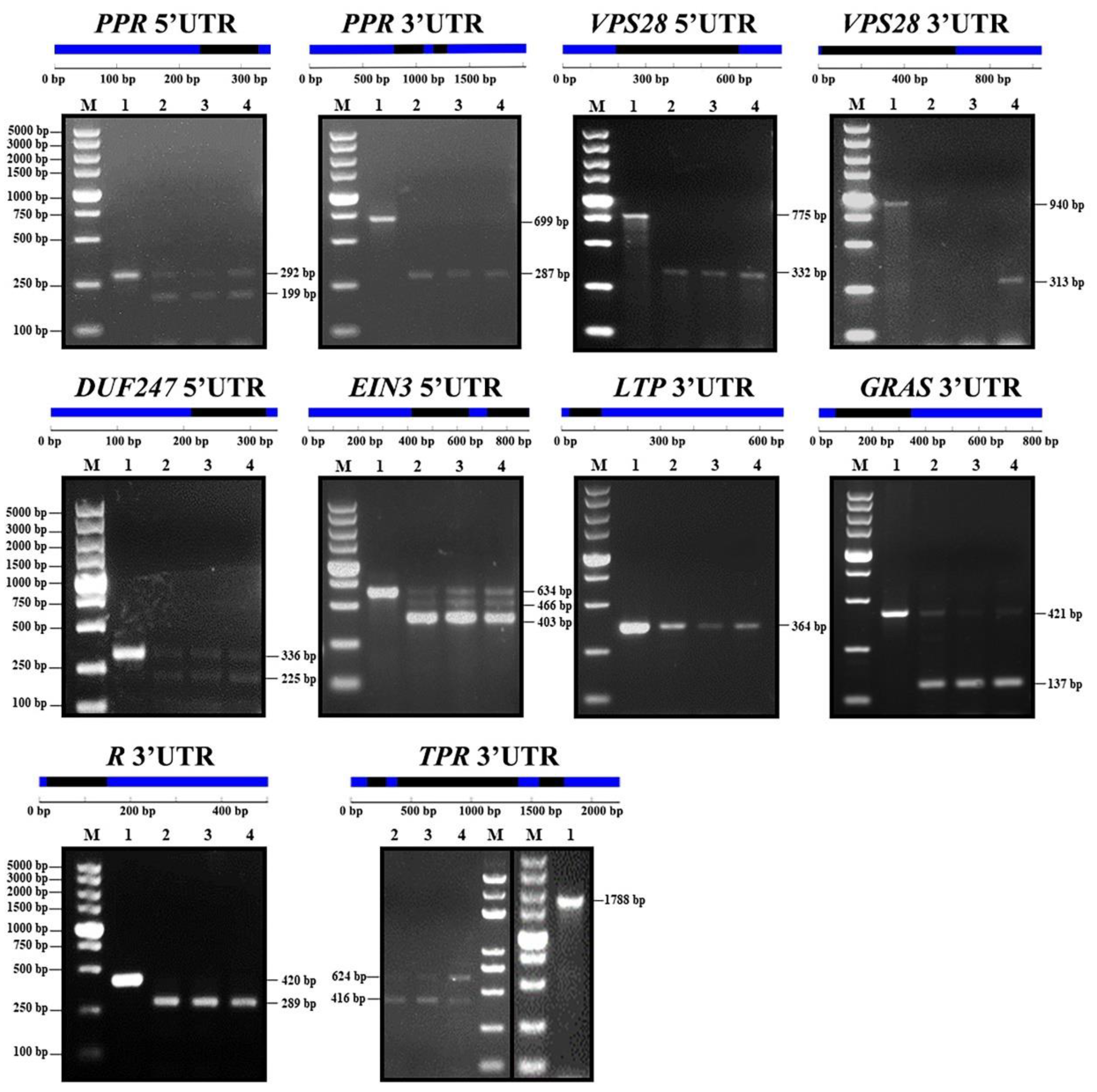 Ijms 21 03088 g004 Ijms 21 03088 g004