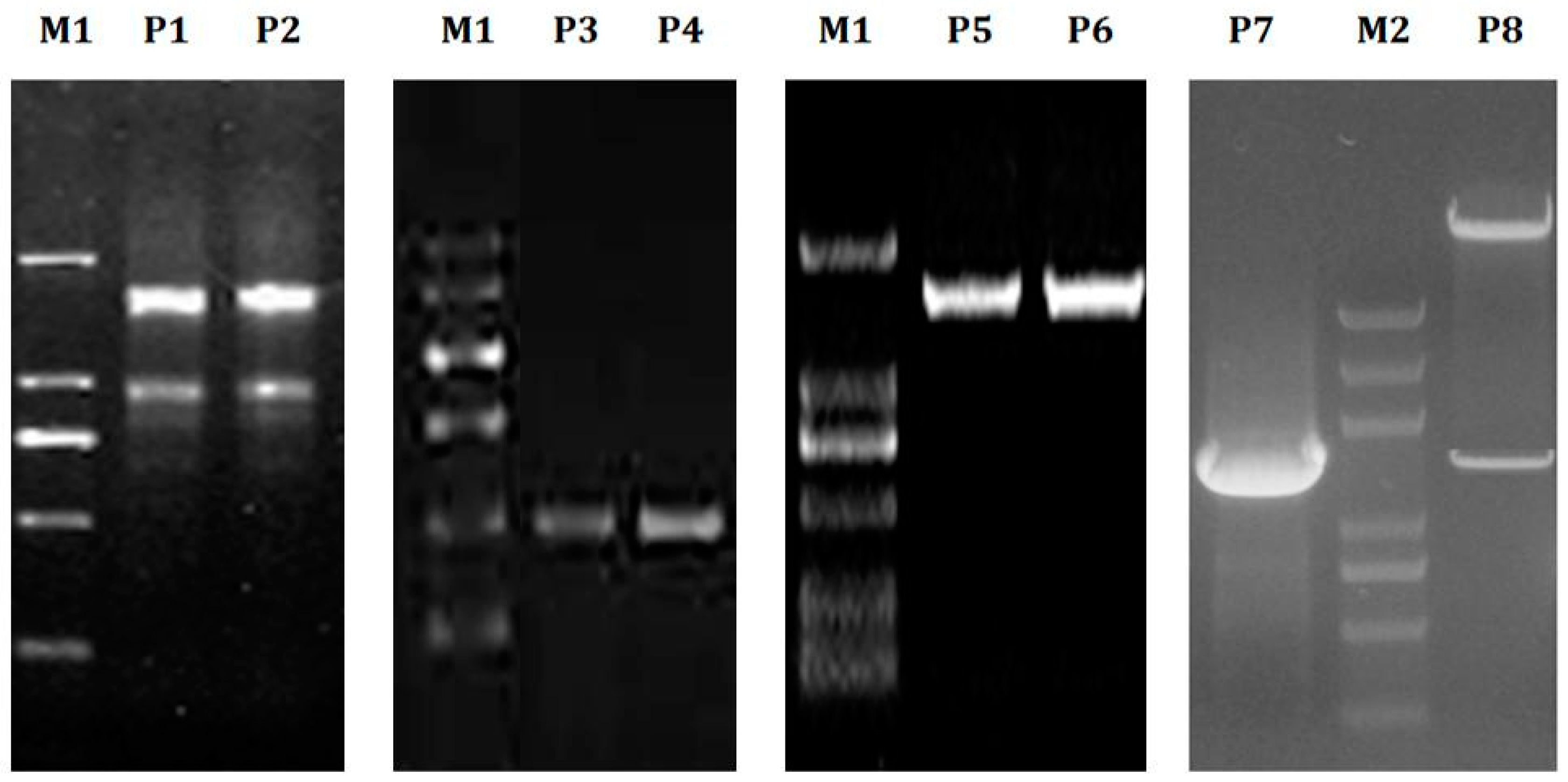 Ijms 21 03092 g007 Ijms 21 03092 g007