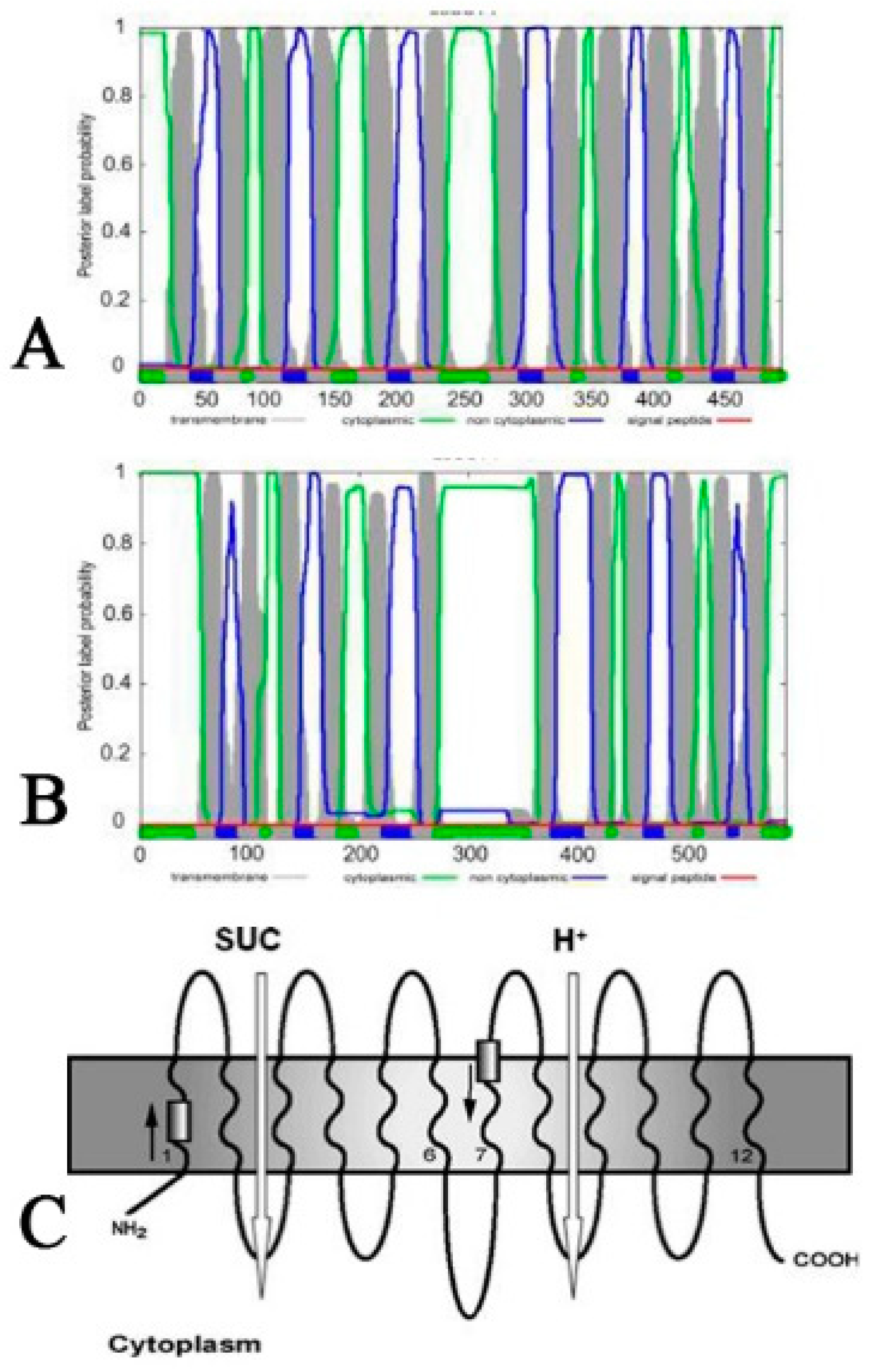 Ijms 21 03092 g009 Ijms 21 03092 g009