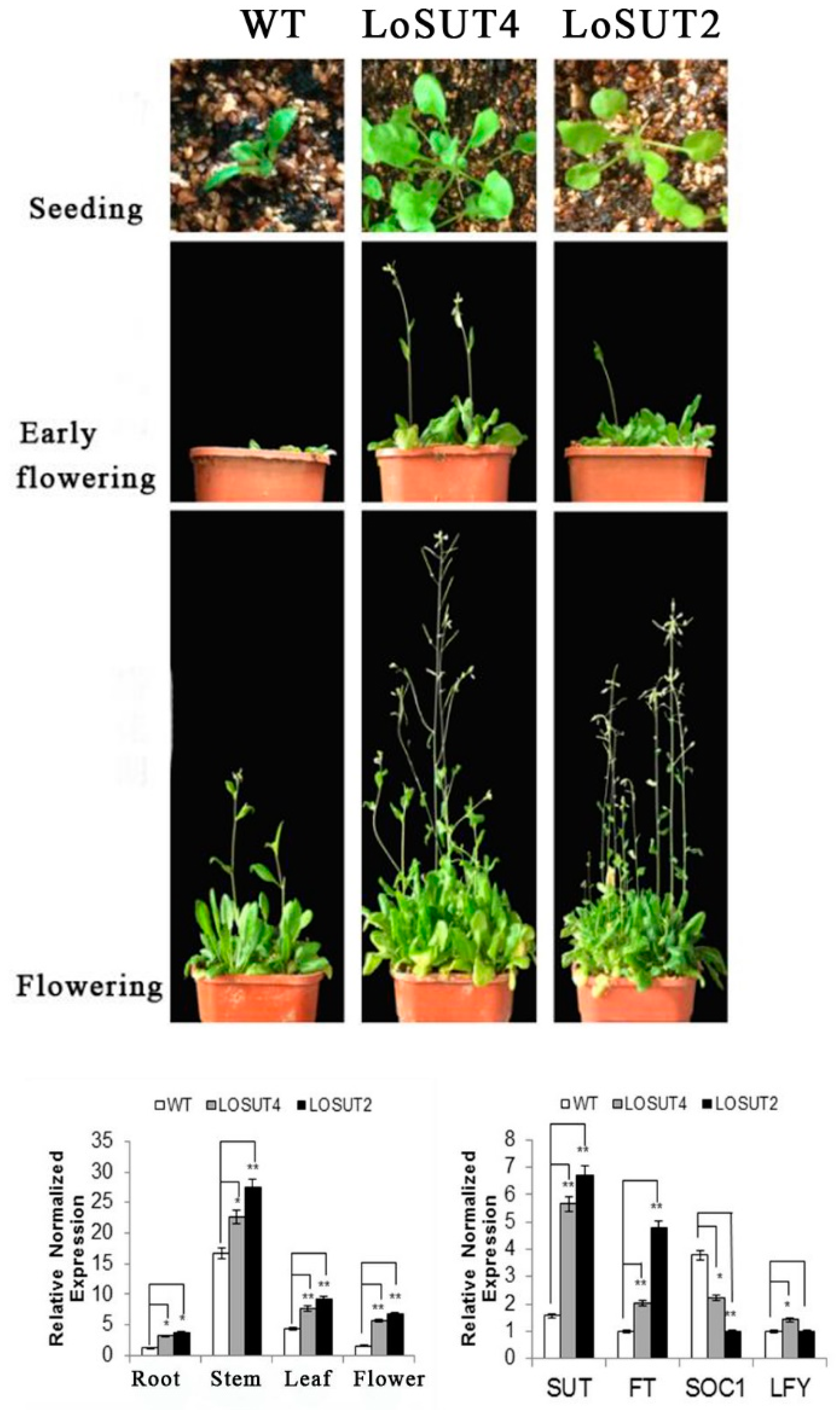 Ijms 21 03092 g014 Ijms 21 03092 g014