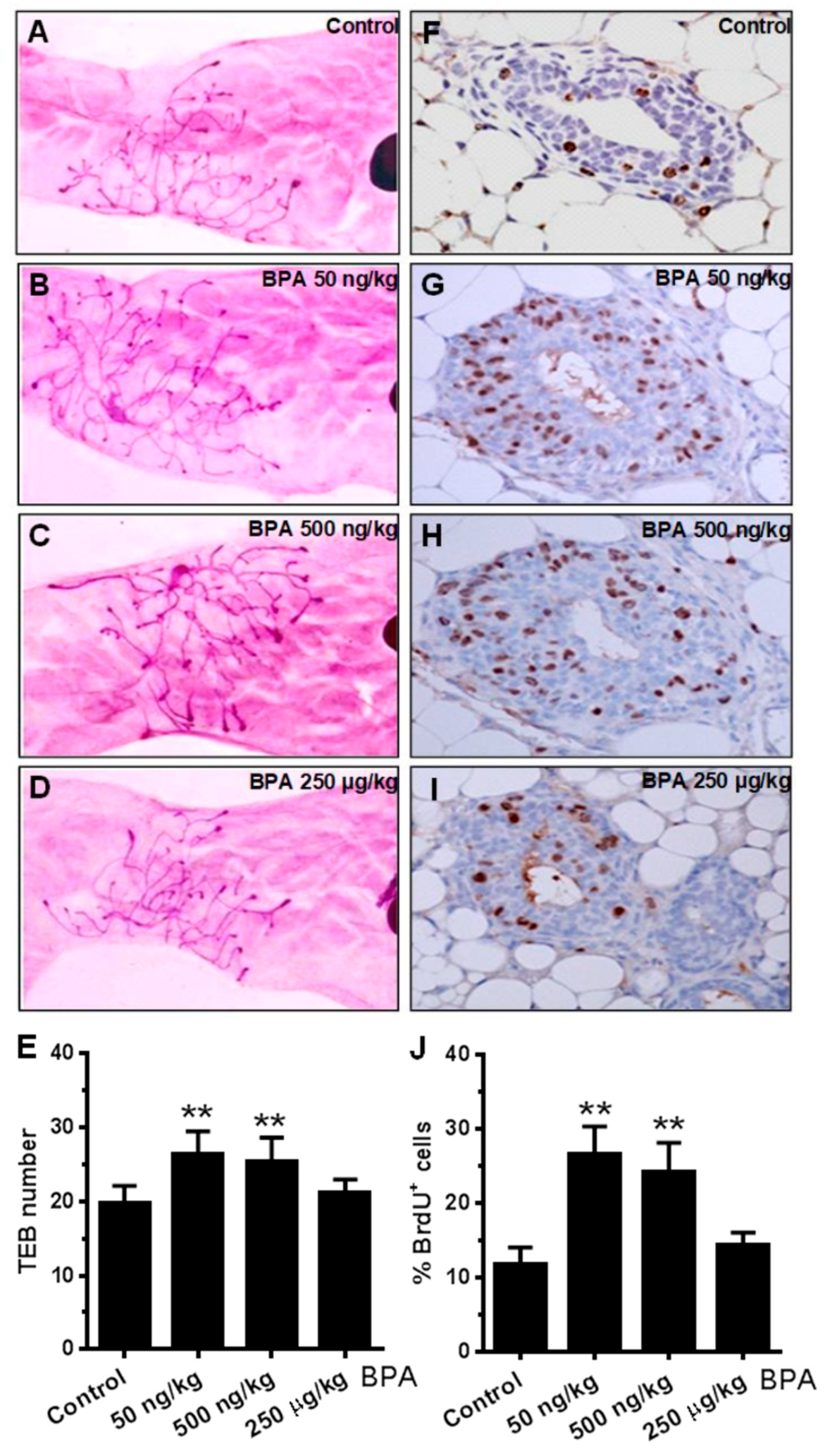 Ijms 21 03095 g002 Ijms 21 03095 g002