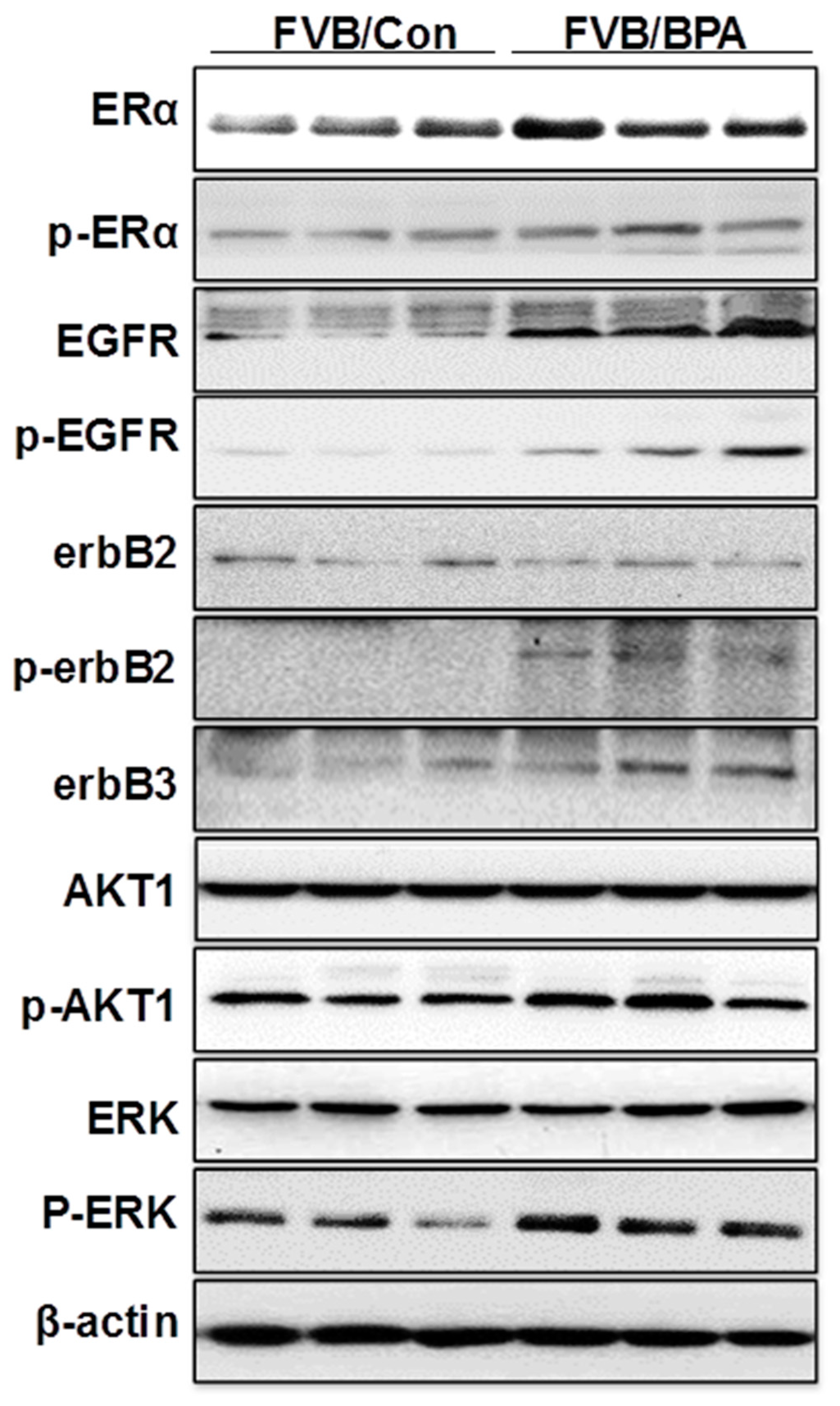 Ijms 21 03095 g006 Ijms 21 03095 g006