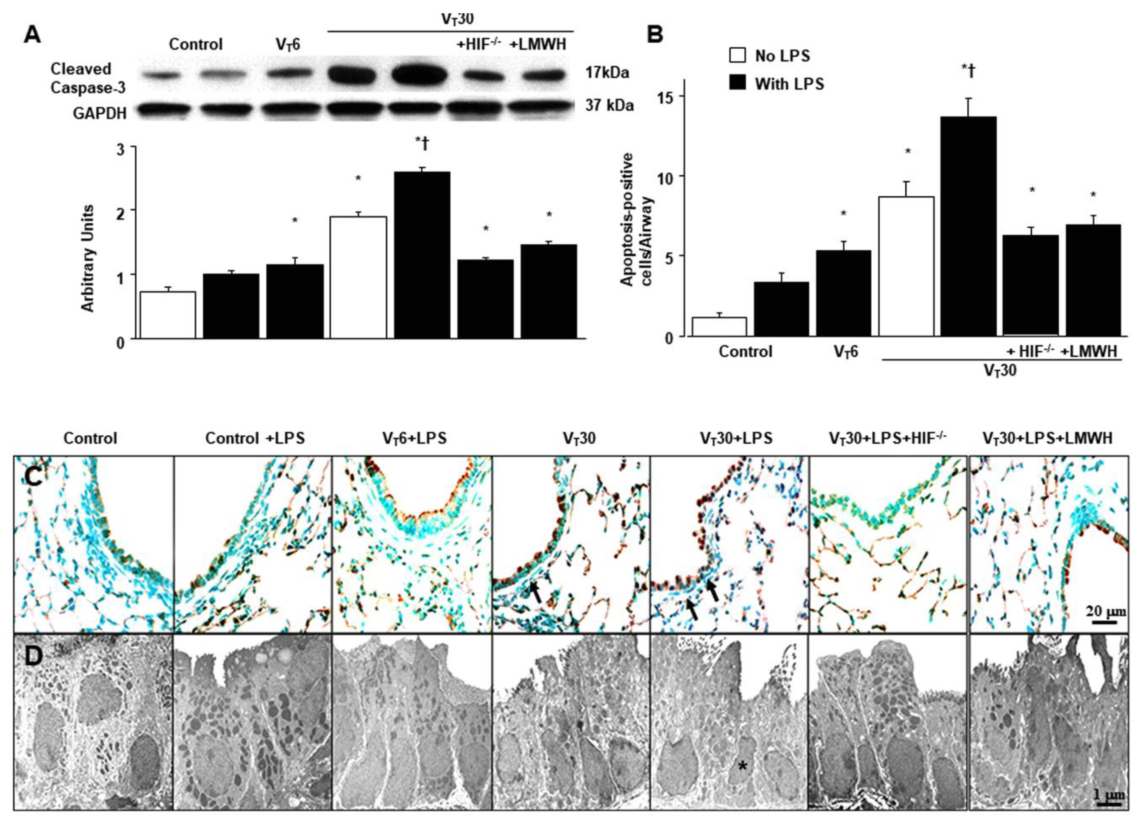Ijms 21 03097 g007 Ijms 21 03097 g007