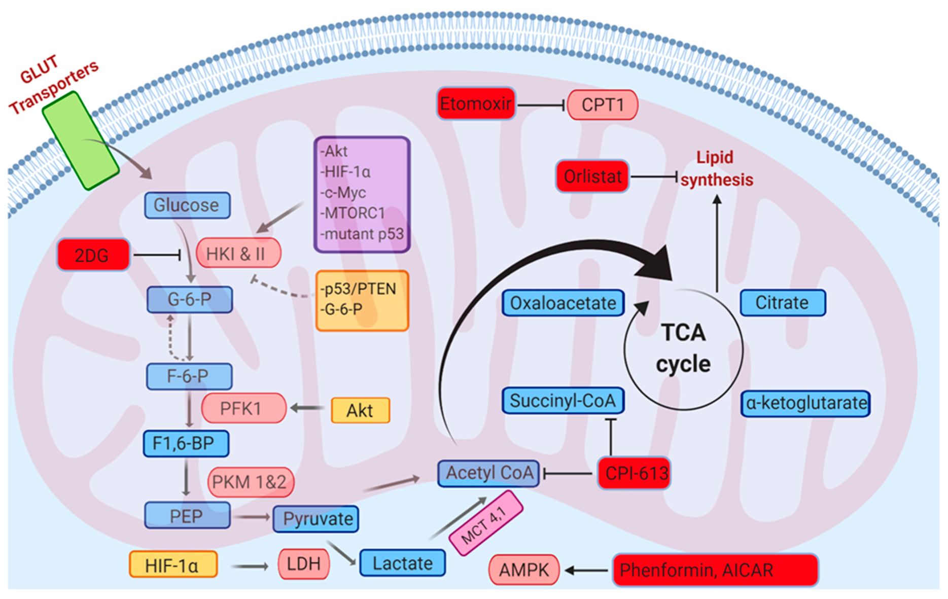 Ijms 21 03100 g012 Ijms 21 03100 g012