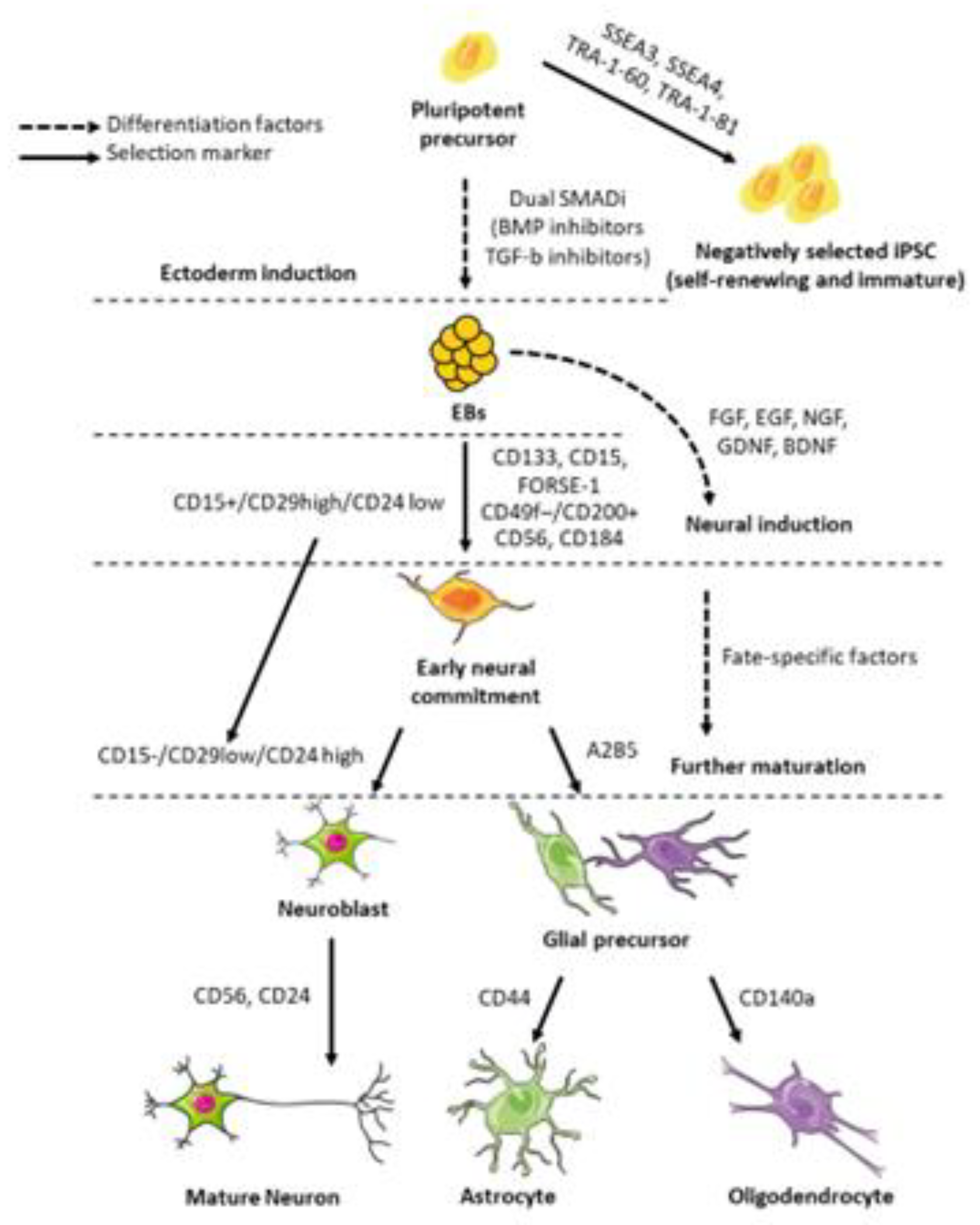 Cell Differentiation Pathway