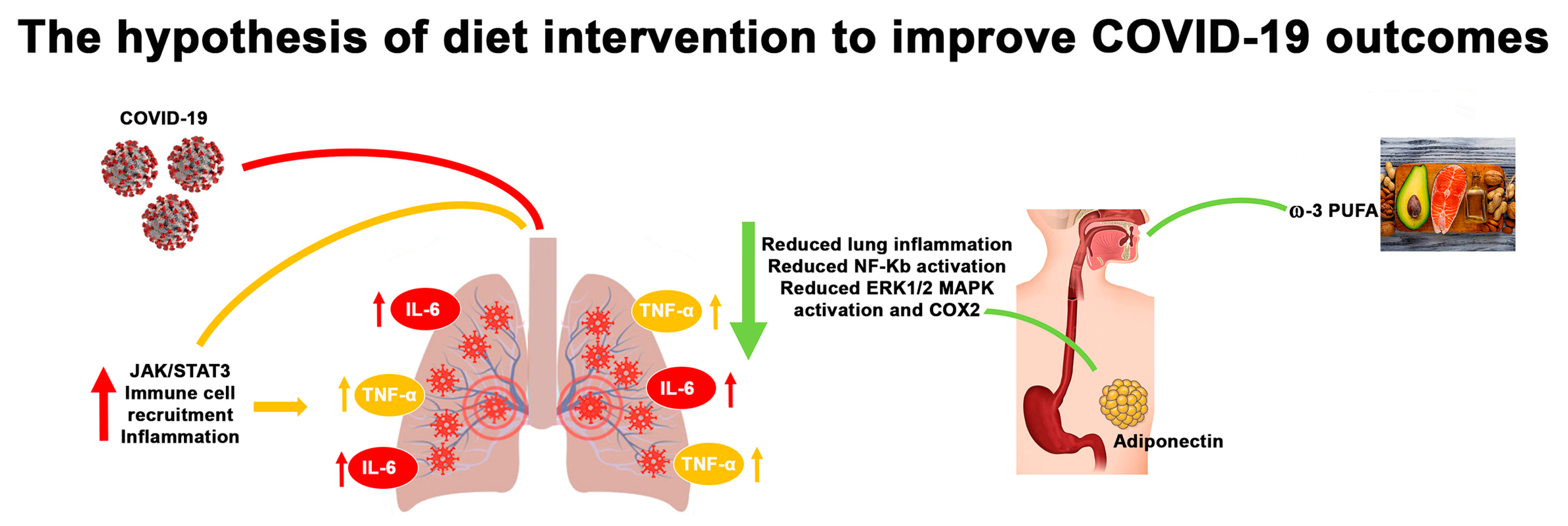 Ijms Free Full Text Functional Role Of Dietary Intervention To Improve The Outcome Of Covid 19 A Hypothesis Of Work Html