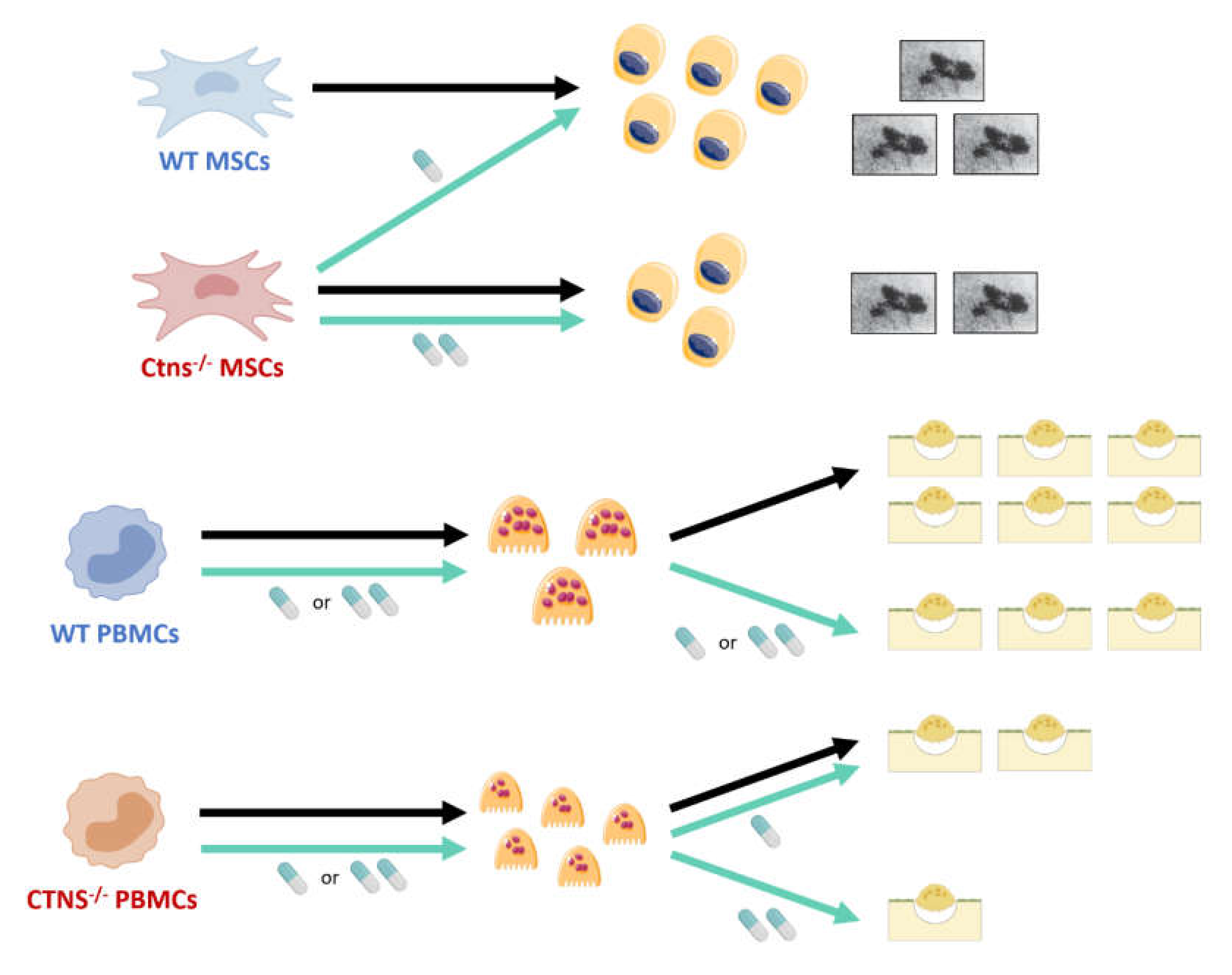 Ijms 21 03109 g001 Ijms 21 03109 g001