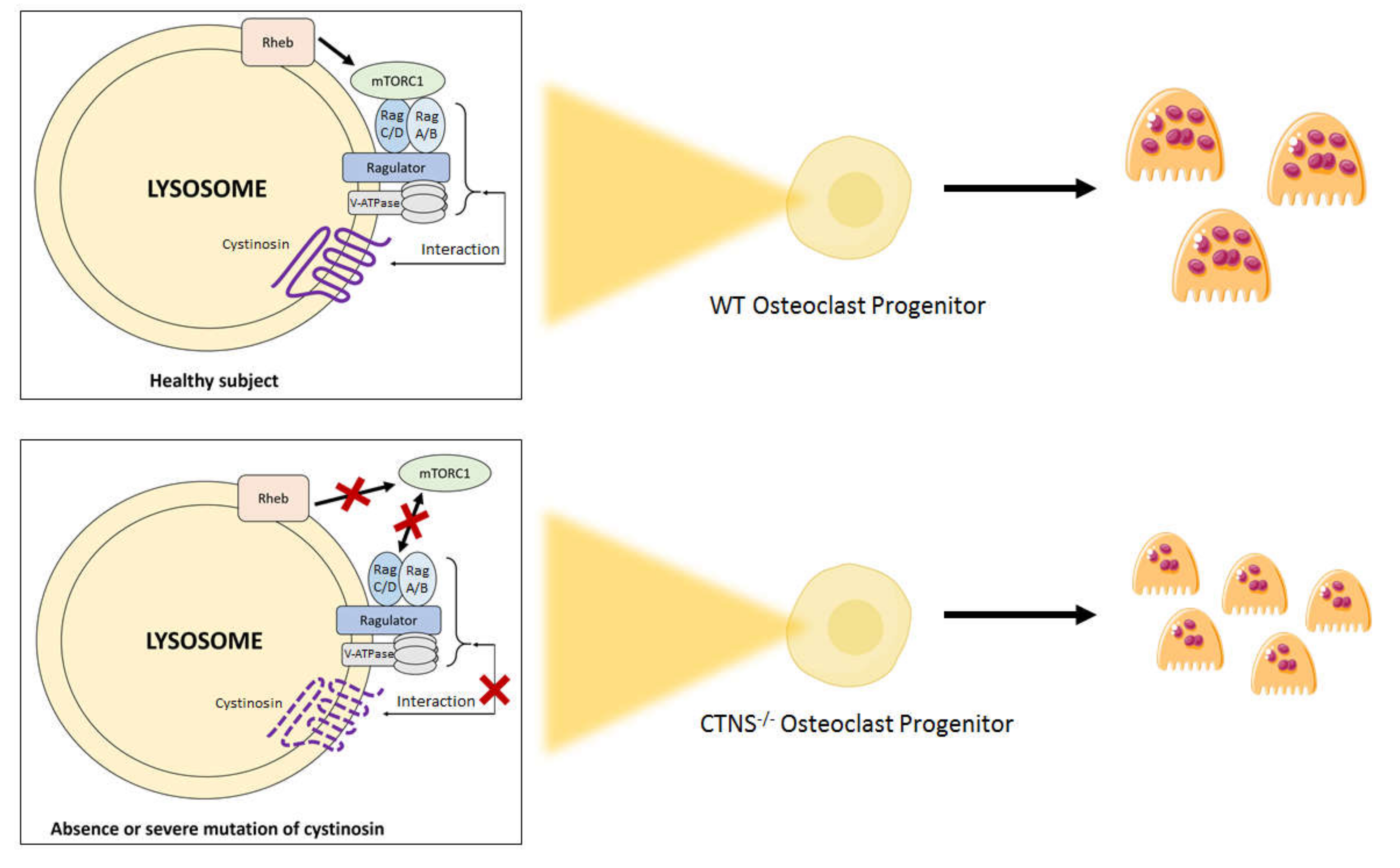 Ijms 21 03109 g002 Ijms 21 03109 g002