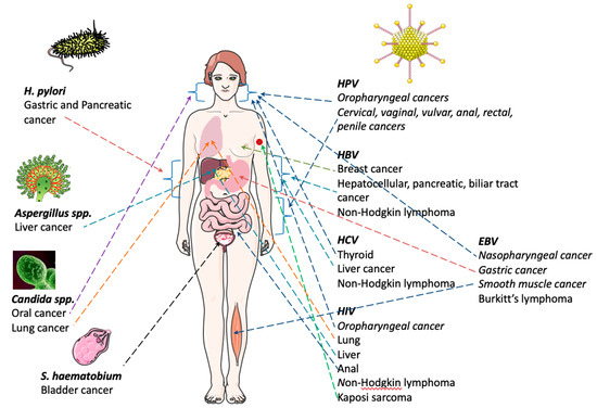 does hpv virus cause lymphoma