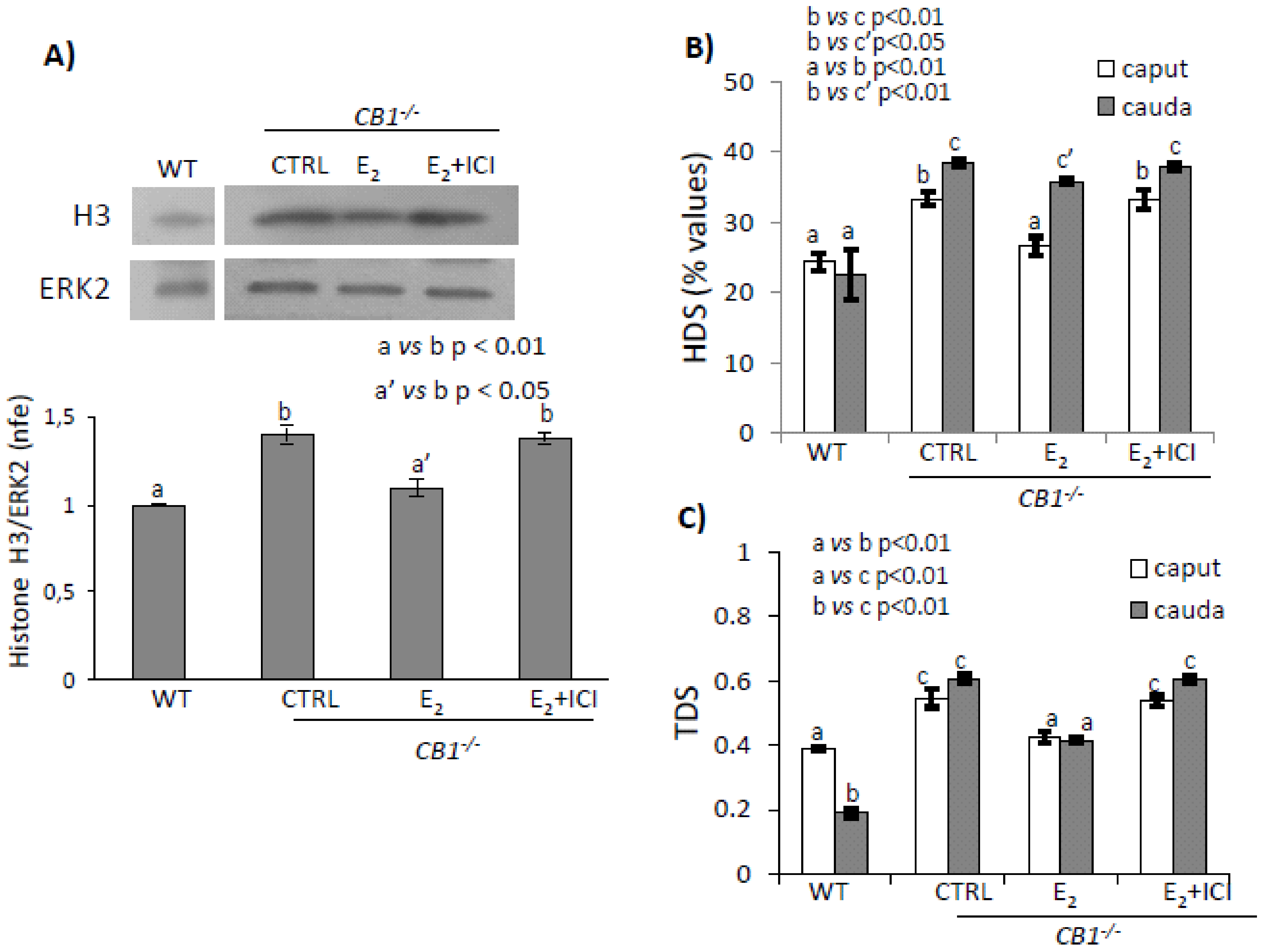 Ijms 21 03117 g003 Ijms 21 03117 g003