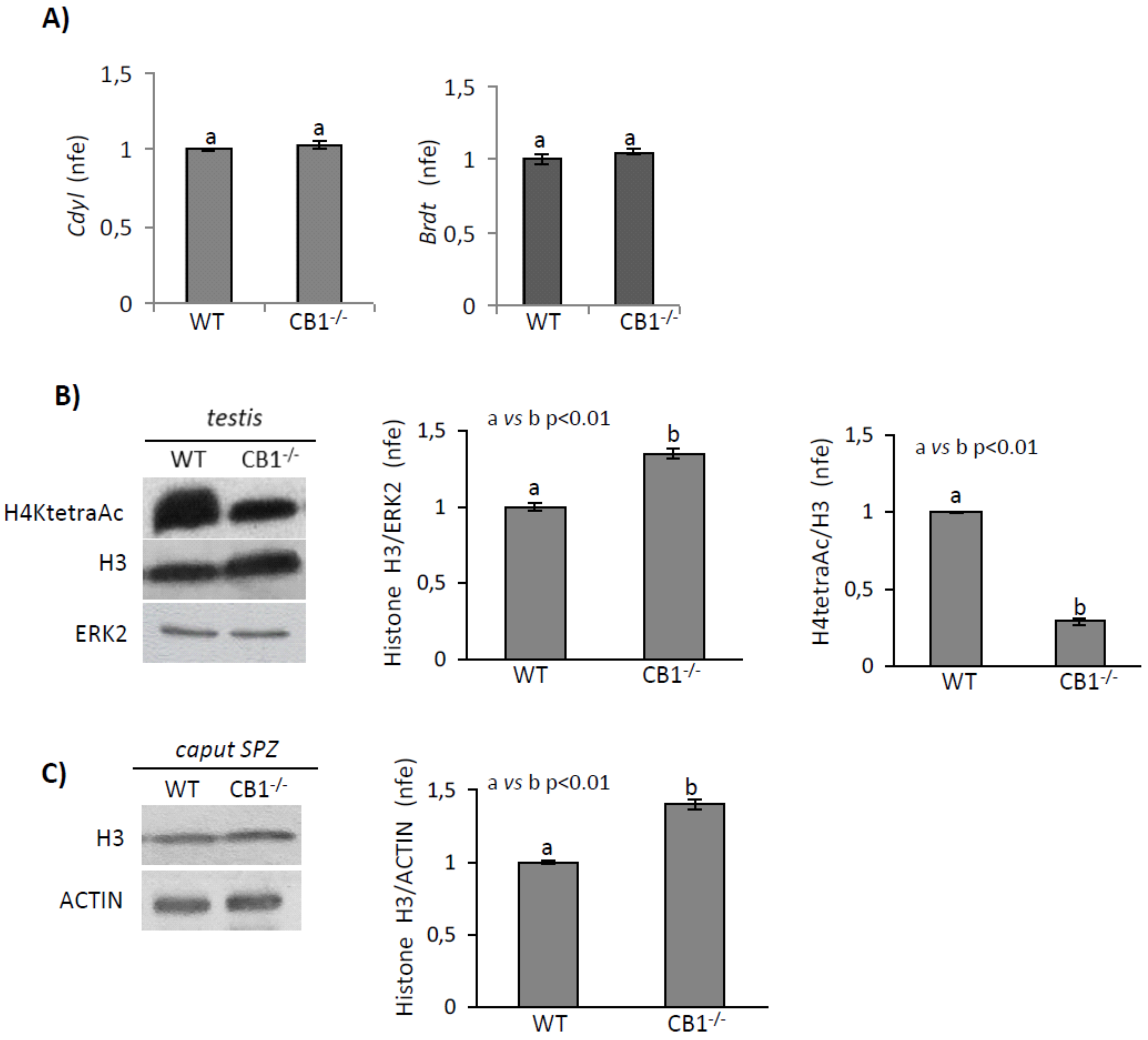 Ijms 21 03117 g005 Ijms 21 03117 g005