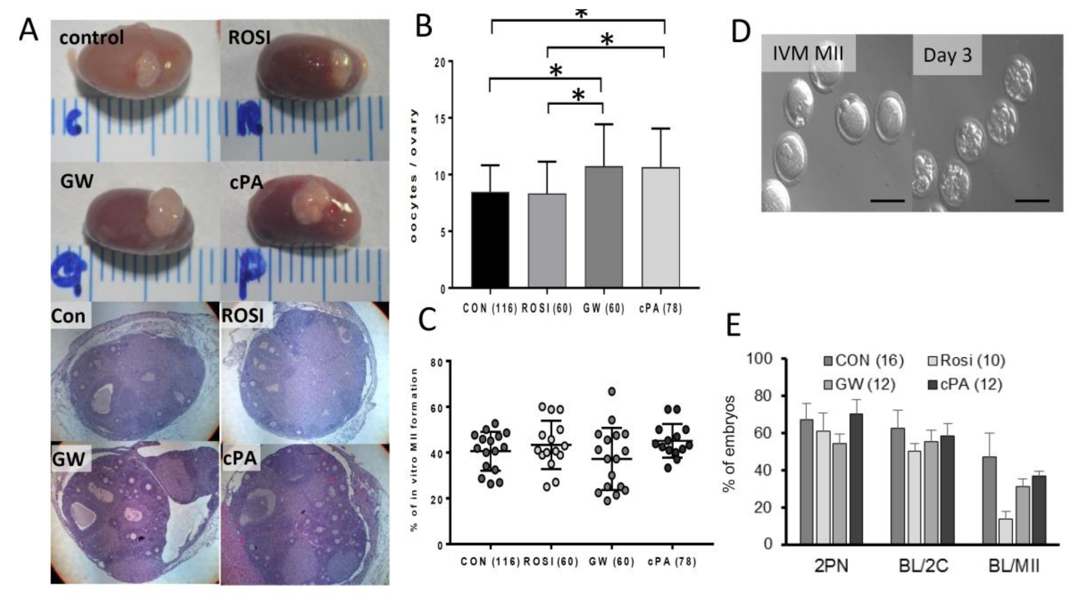 Ijms 21 03120 g005 Ijms 21 03120 g005