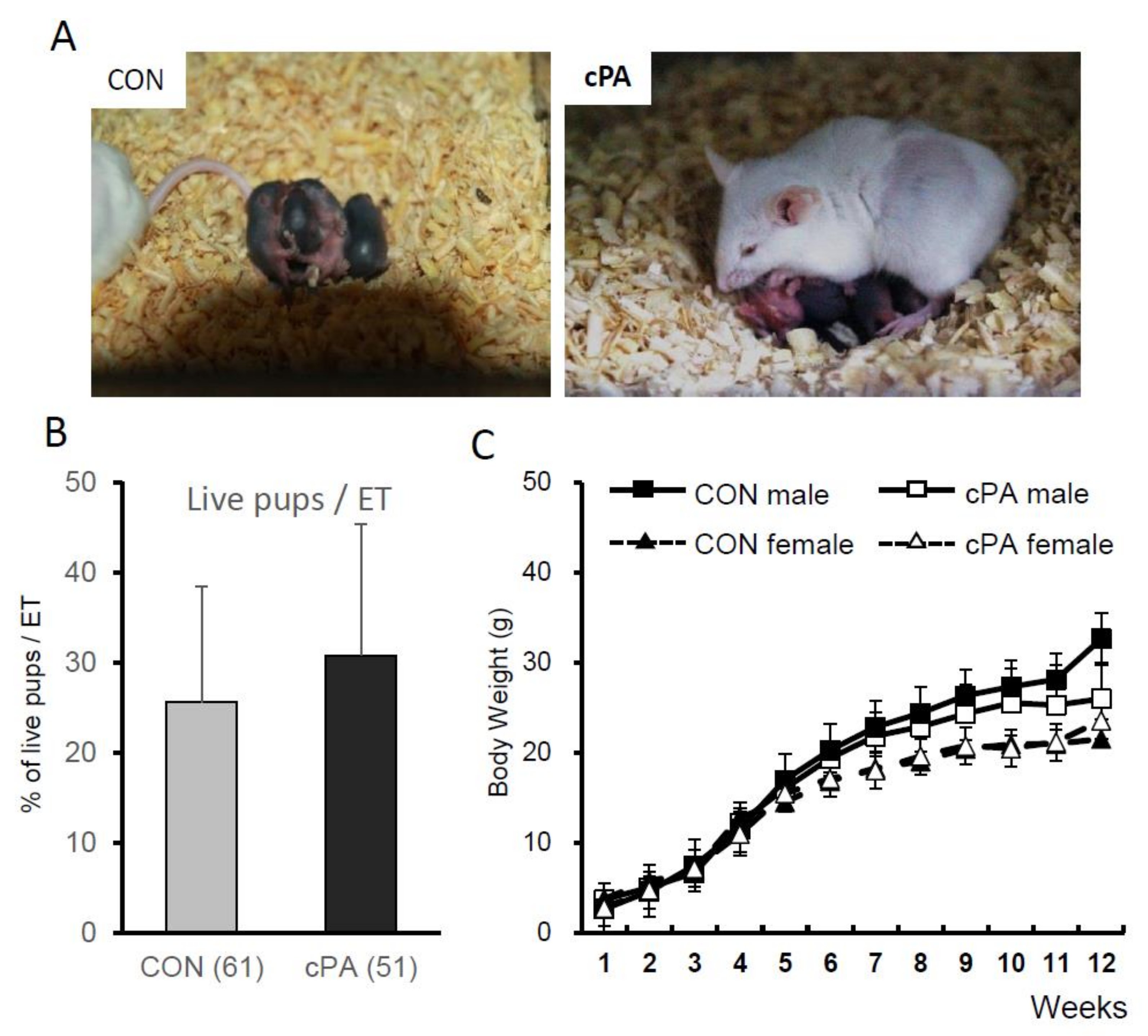 Ijms 21 03120 g006 Ijms 21 03120 g006
