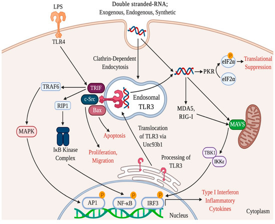 Ijms Free Full Text Rna Signaling In Pulmonary Arterial Hypertension A Double Stranded Sword Ijms Free Full Text Rna Signaling In Pulmonary Arterial Hypertension A Double Stranded Sword