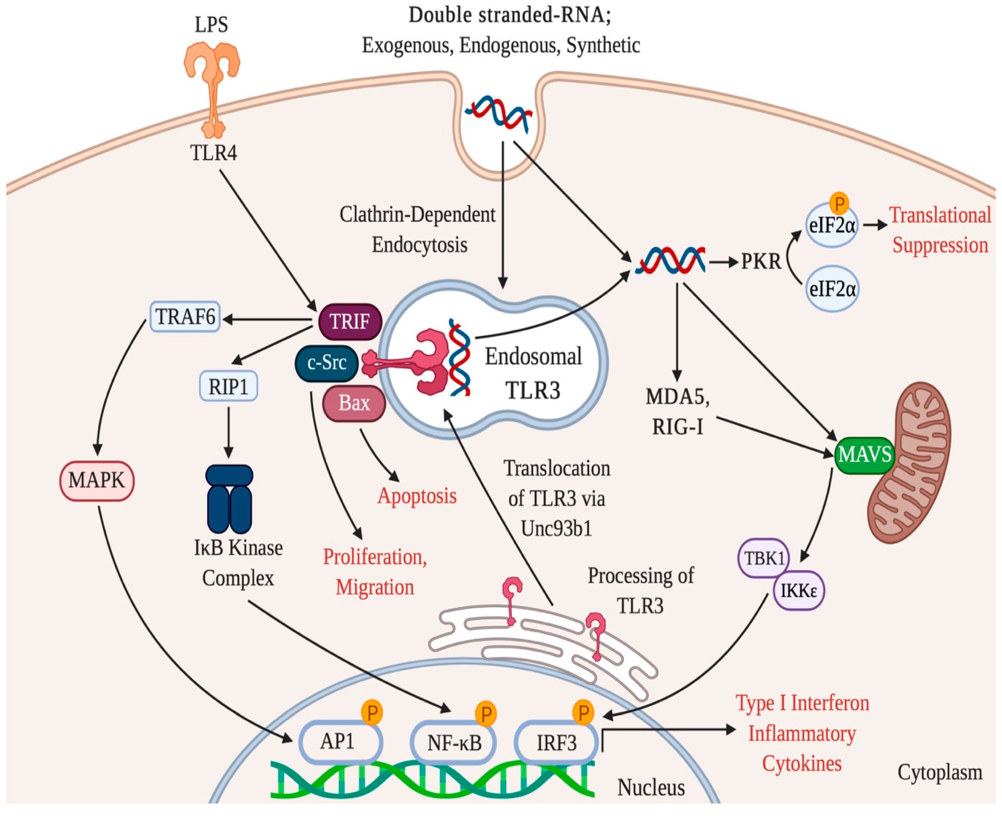 Ijms Free Full Text Rna Signaling In Pulmonary Arterial Hypertension A Double Stranded Sword Ijms Free Full Text Rna Signaling In Pulmonary Arterial Hypertension A Double Stranded Sword