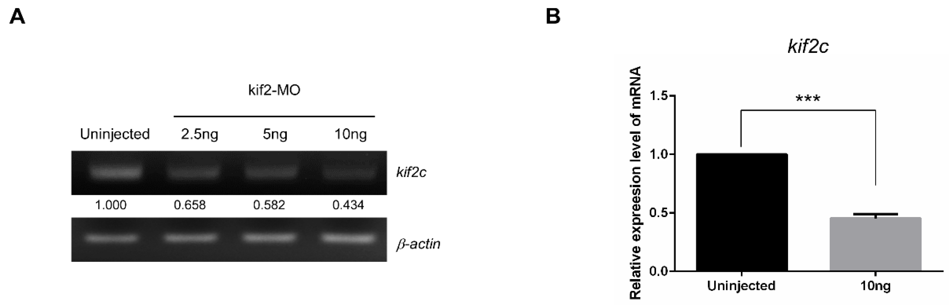 Ijms 21 03127 g003 Ijms 21 03127 g003