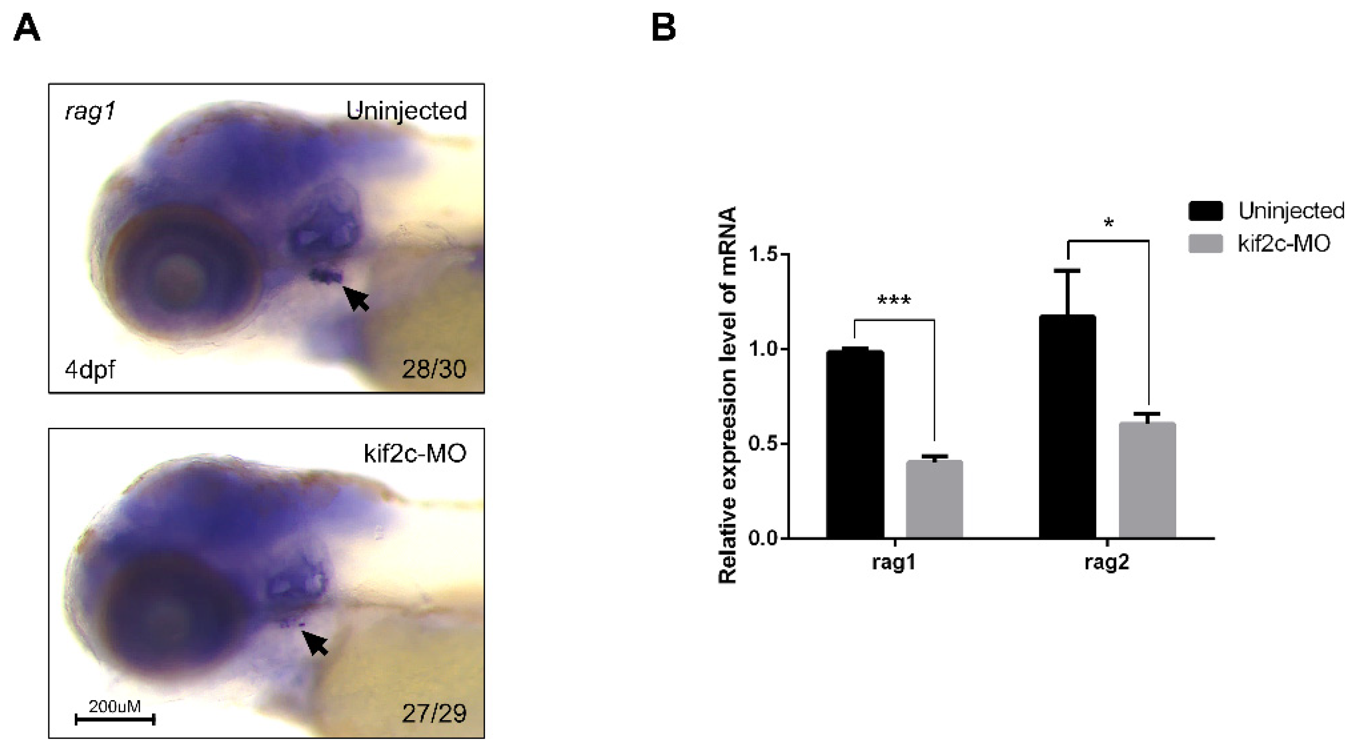 Ijms 21 03127 g004 Ijms 21 03127 g004