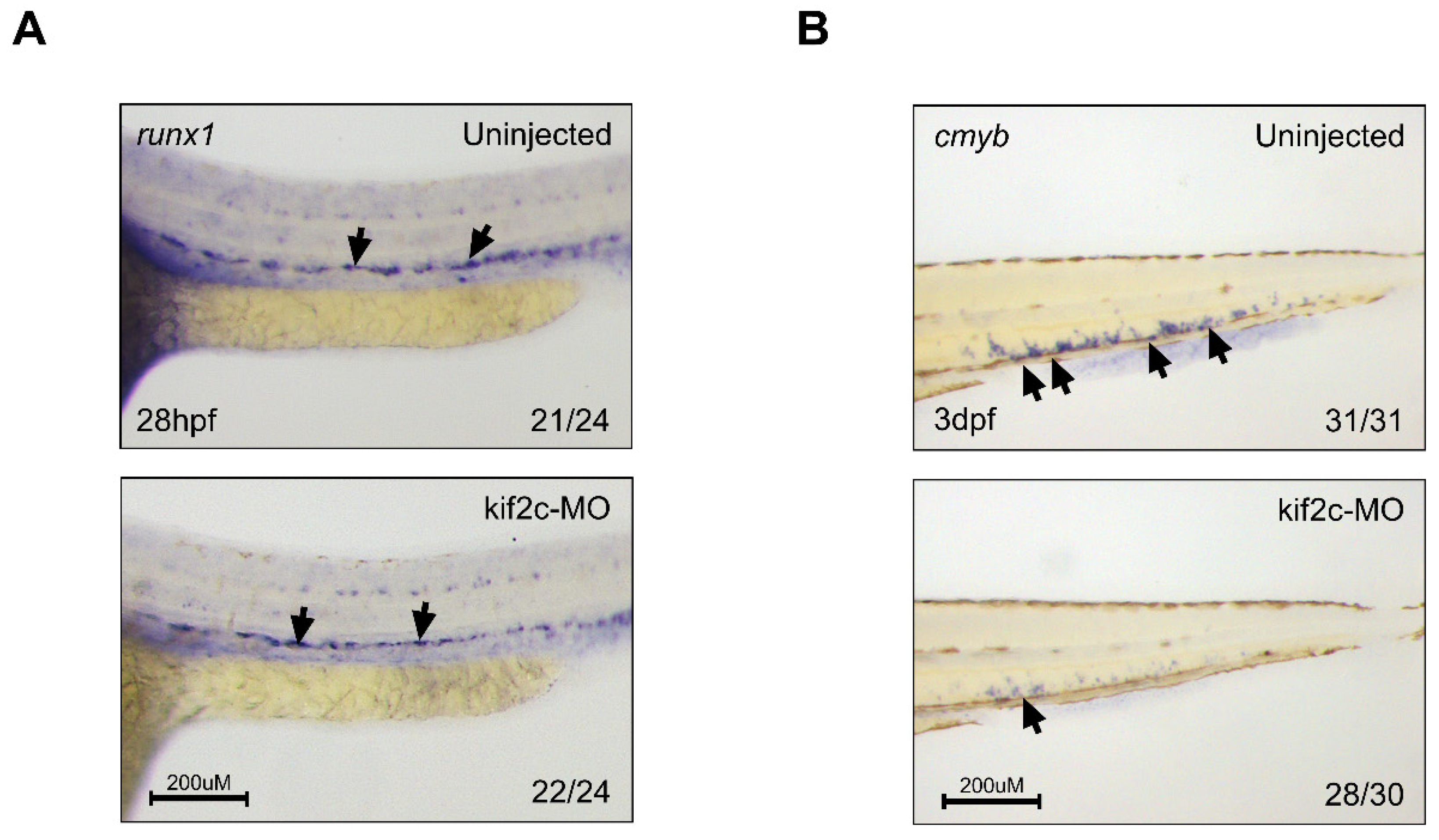 Ijms 21 03127 g005 Ijms 21 03127 g005