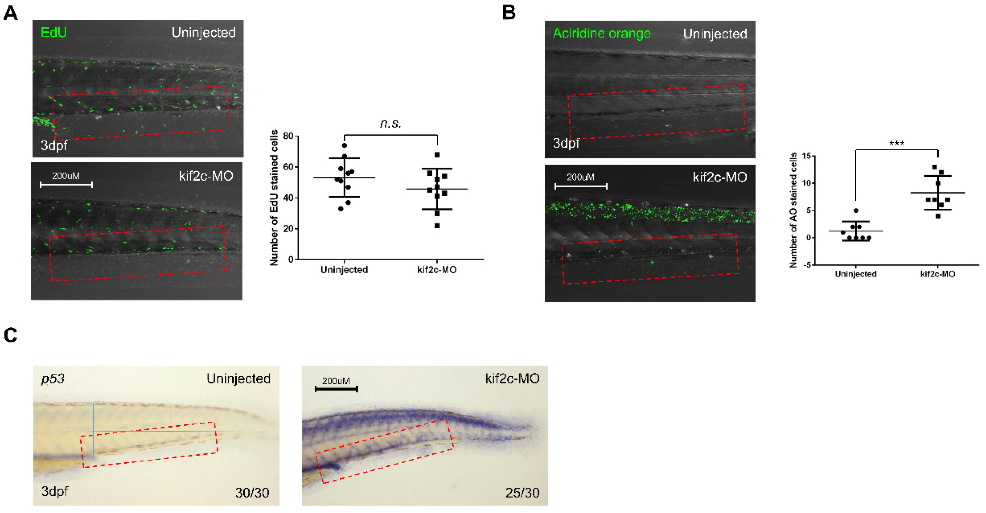 Ijms 21 03127 g006 Ijms 21 03127 g006