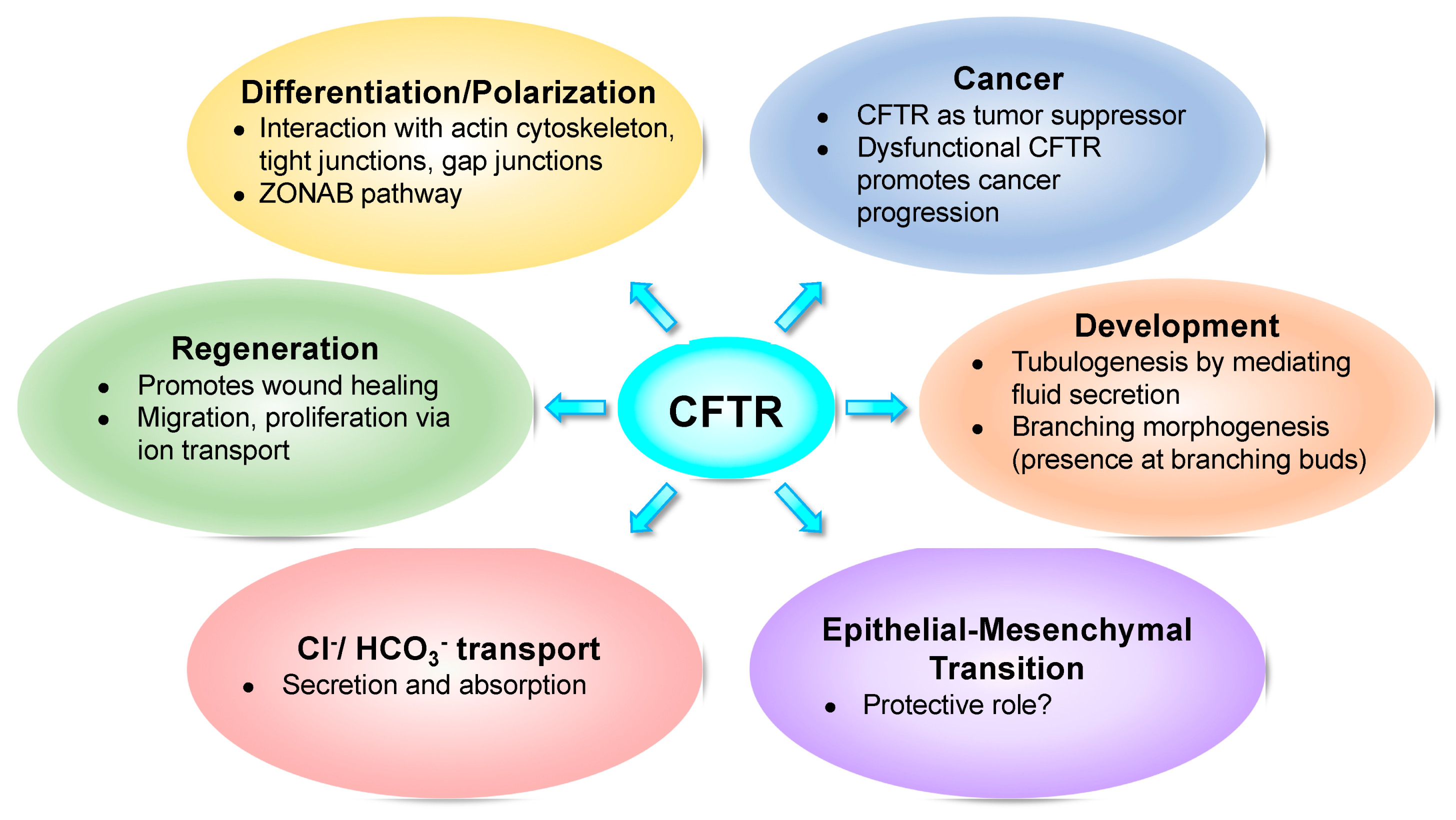 Ijms Free Full Text What Role Does Cftr Play In Development Differentiation Regeneration And Cancer Html