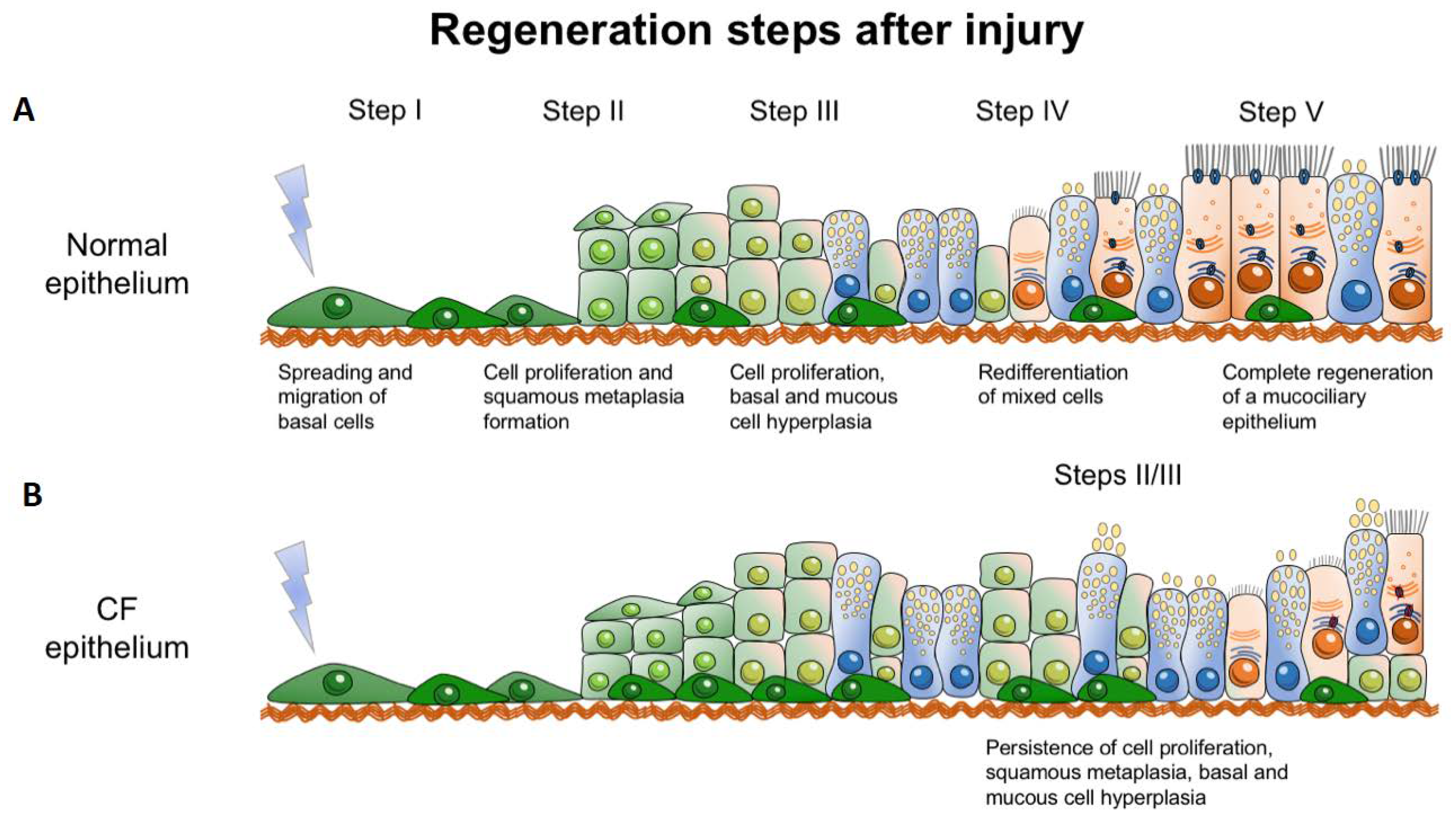 Ijms Free Full Text What Role Does Cftr Play In Development Differentiation Regeneration And Cancer Html
