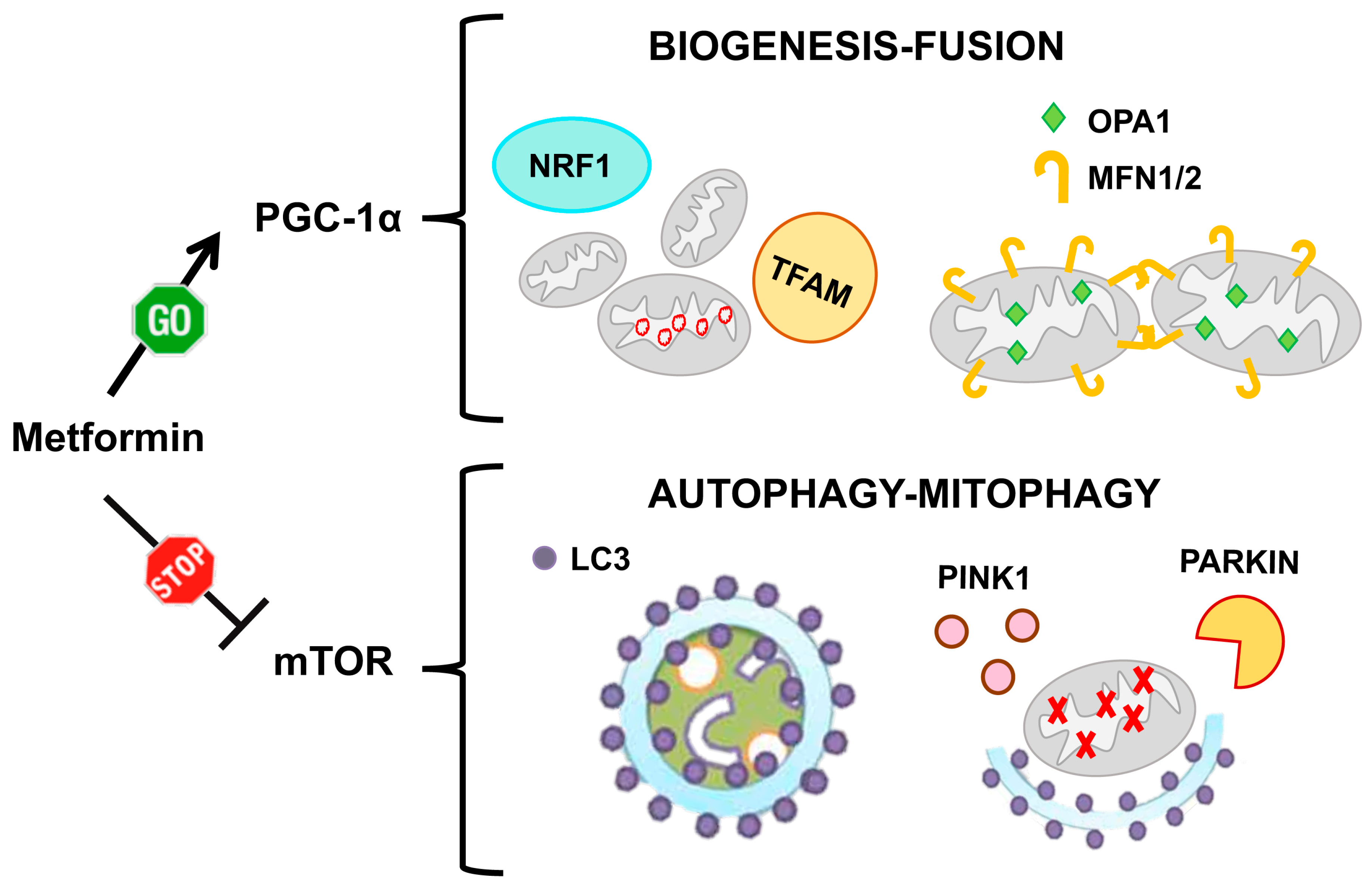 Ijms 21 03134 g007 Ijms 21 03134 g007