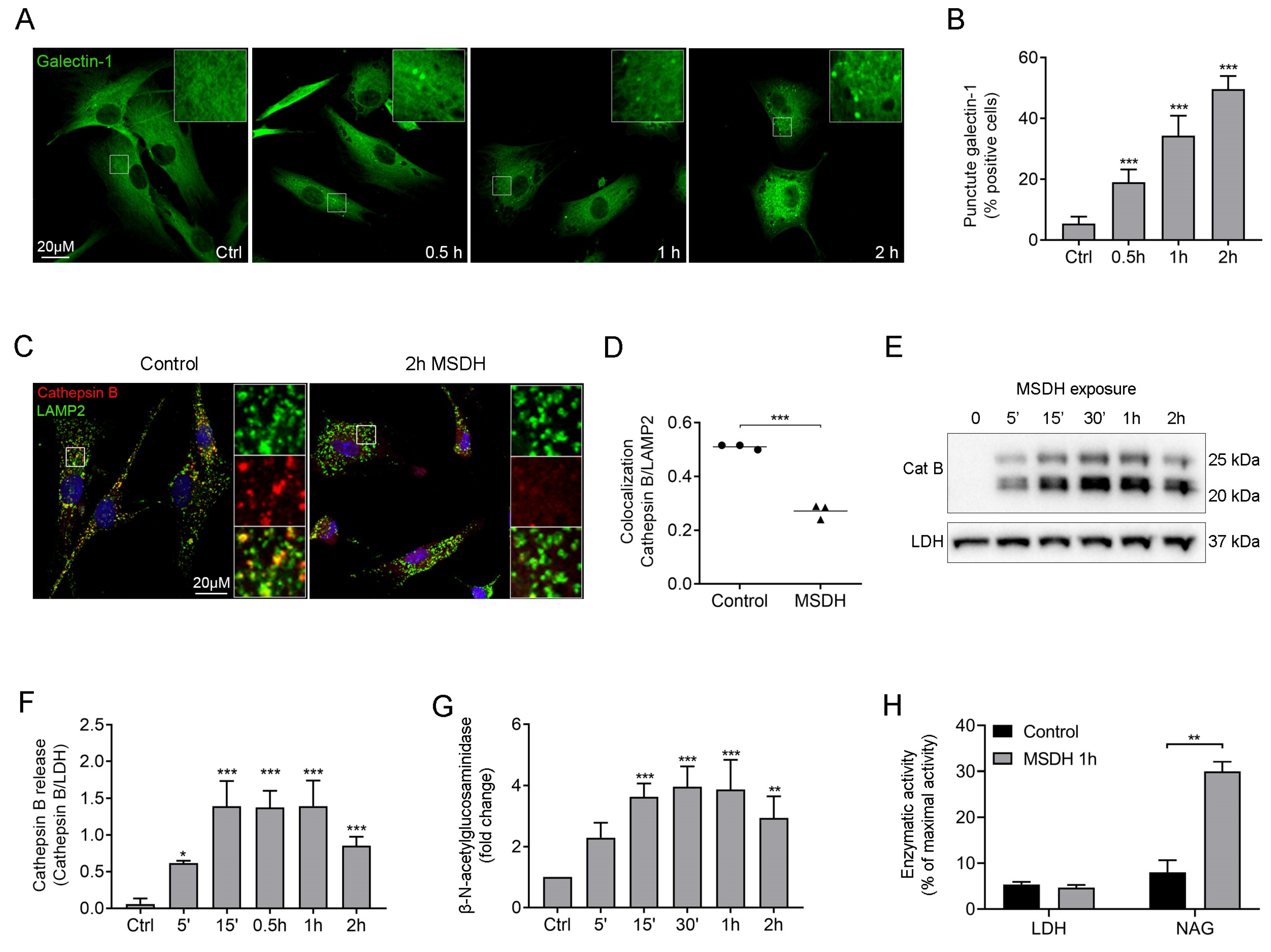 Ijms 21 03136 g005 Ijms 21 03136 g005