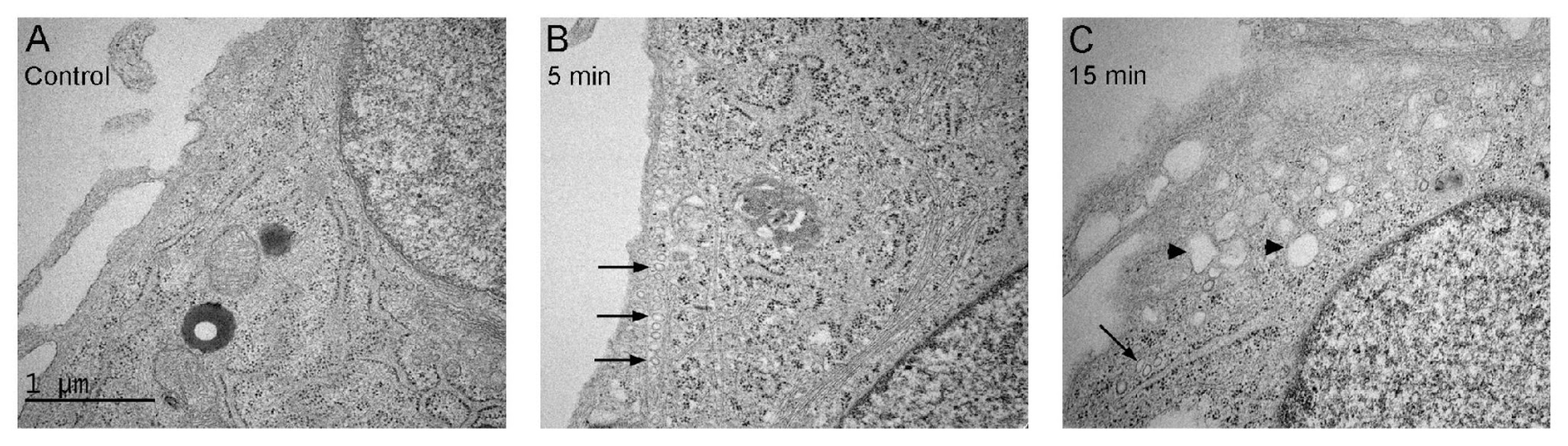 Ijms 21 03136 g006 Ijms 21 03136 g006