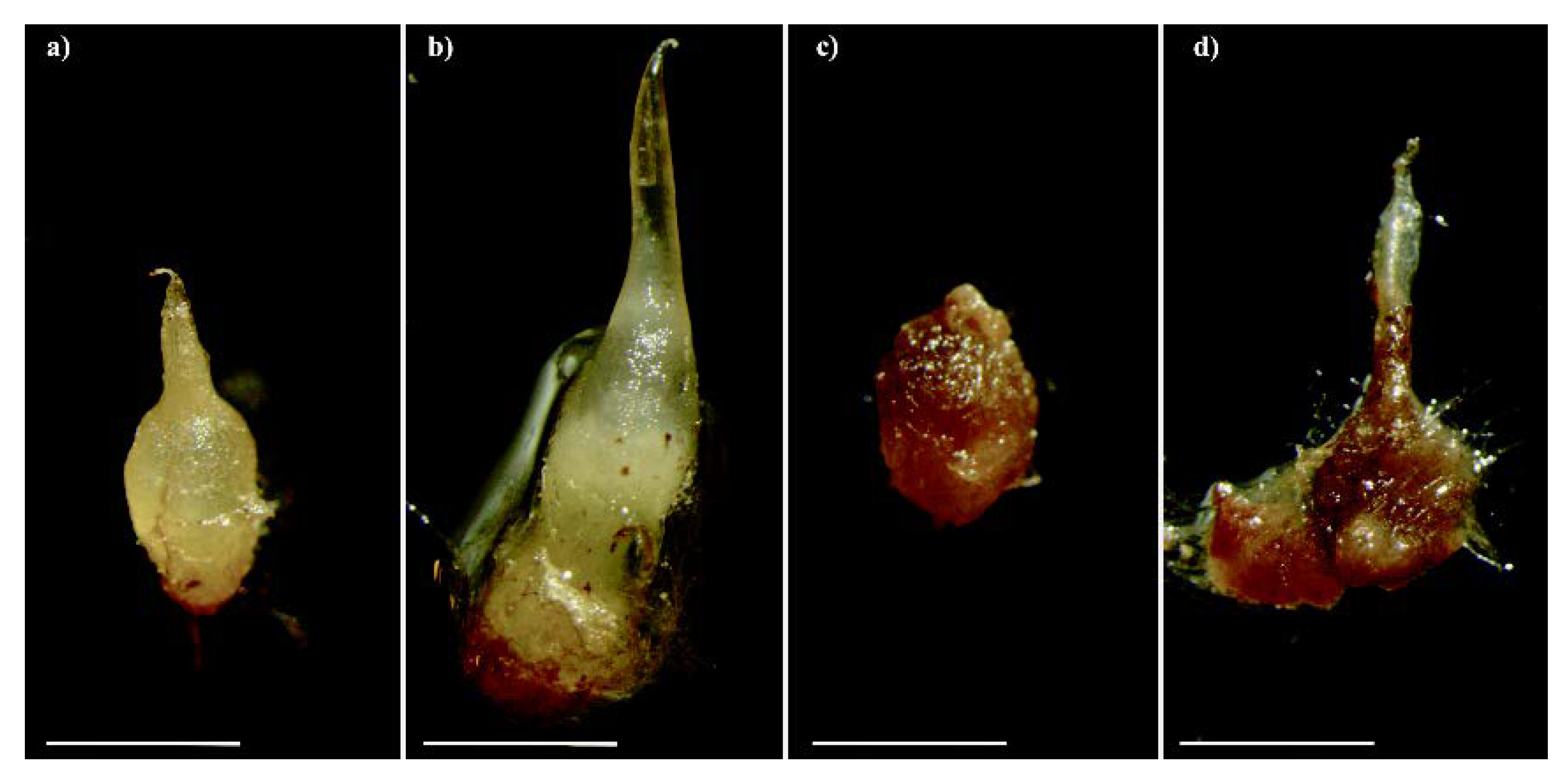 Ijms 21 03139 g001 Ijms 21 03139 g001