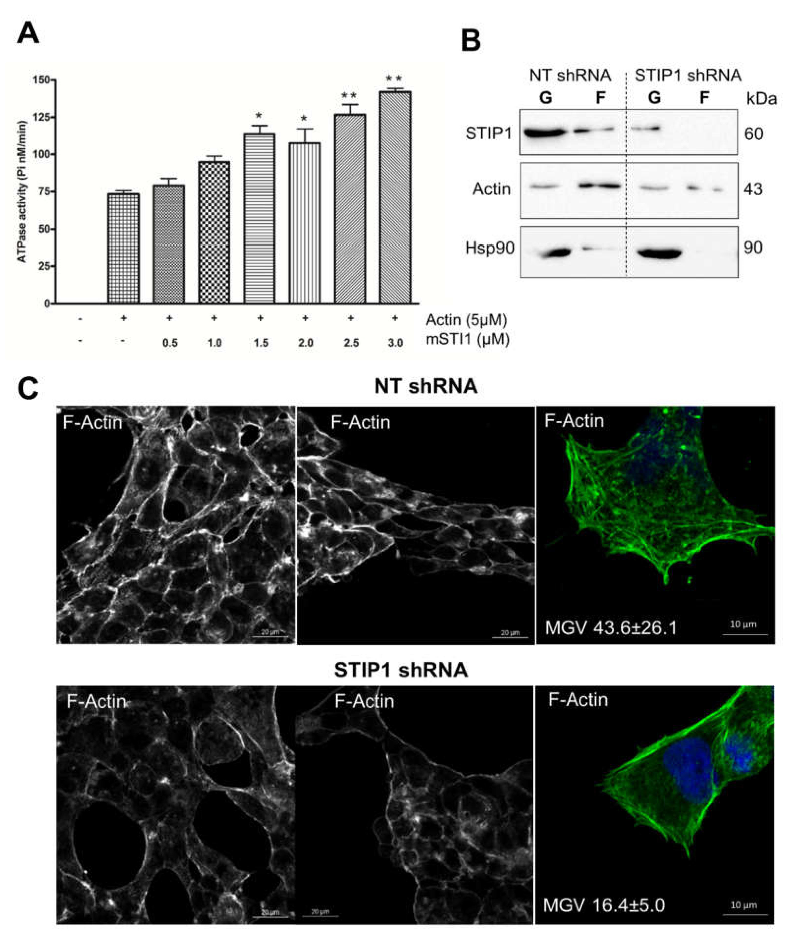 Ijms 21 03152 g004 Ijms 21 03152 g004