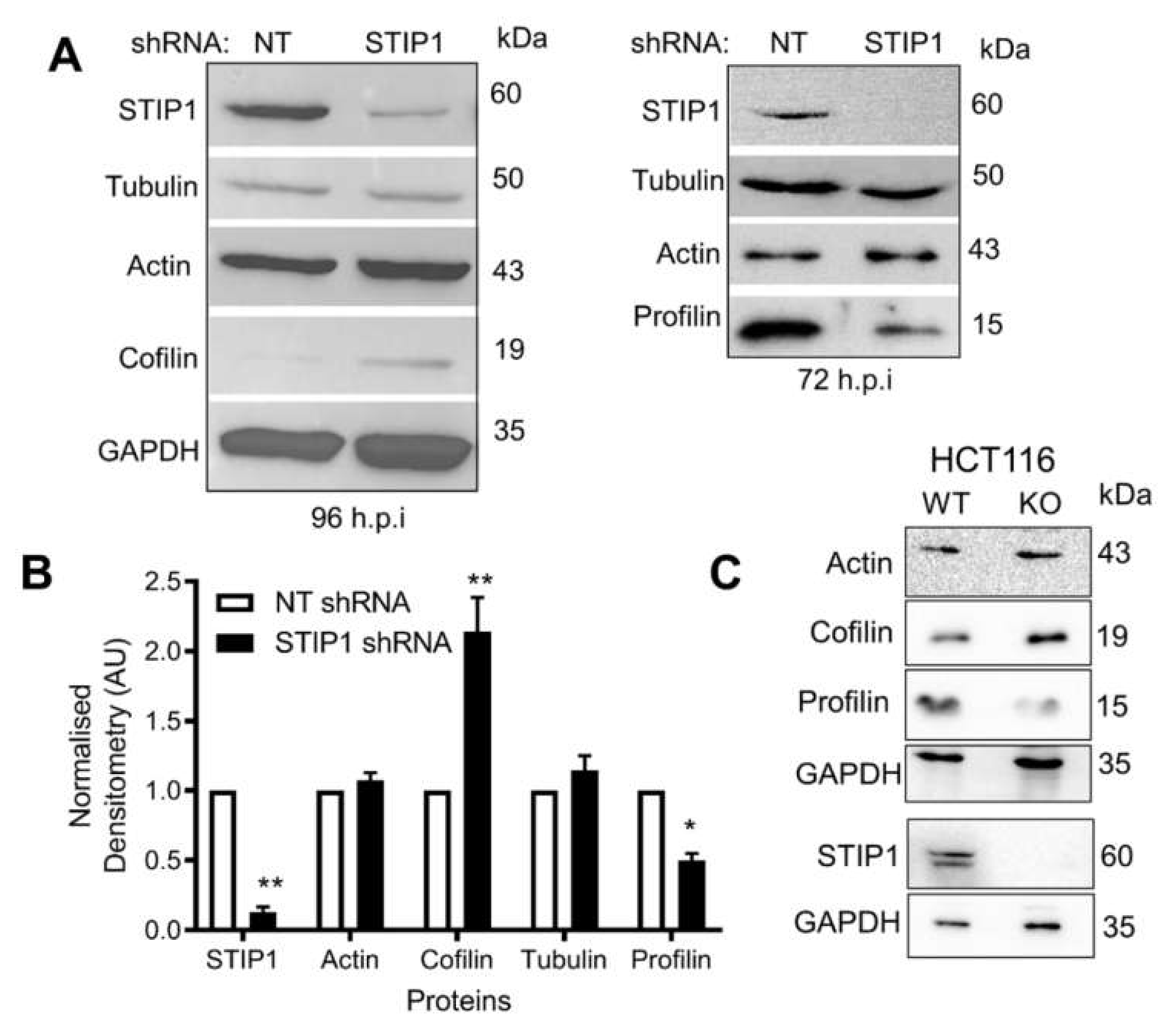 Ijms 21 03152 g007 Ijms 21 03152 g007