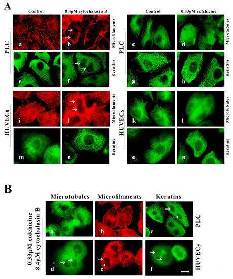 Ijms Free Full Text Leukamenin E Induces K8 18 Phosphorylation And Blocks The Assembly Of Keratin Filament Networks Through Erk Activation Html Ijms Free Full Text Leukamenin E Induces K8 18 Phosphorylation And Blocks The Assembly Of Keratin Filament Networks Through Erk Activation Html