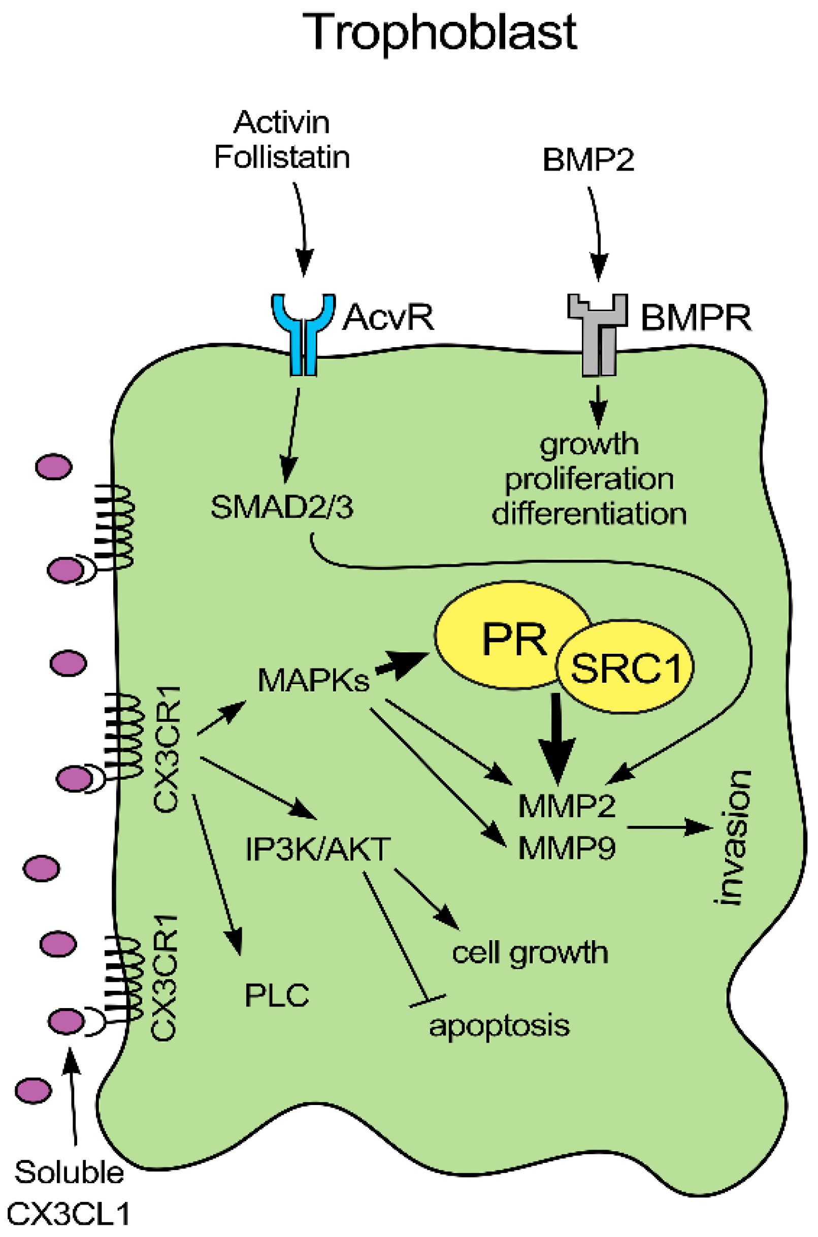 Ijms 21 03175 g006 Ijms 21 03175 g006