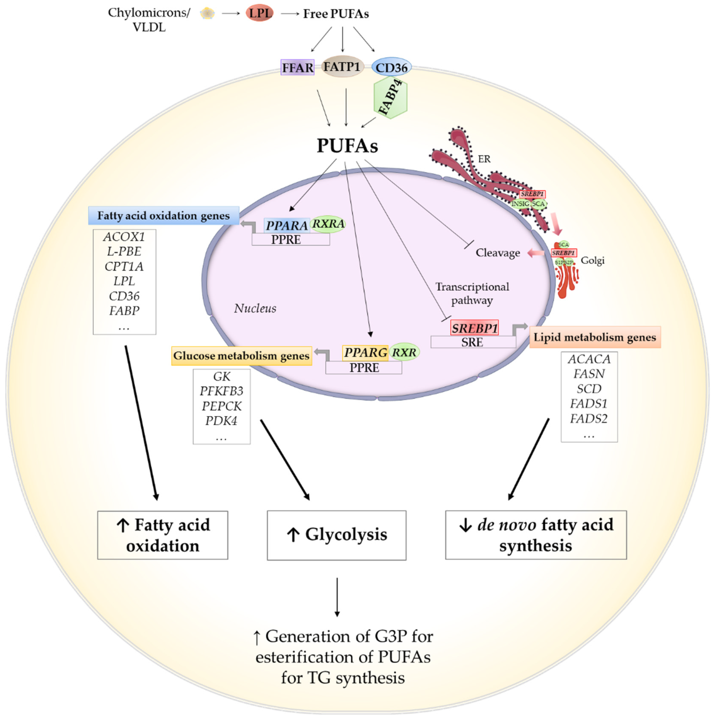 Ijms Free Full Text Adipose Tissue Modification Through Feeding Strategies And Their Implication On Adipogenesis And Adipose Tissue Metabolism In Ruminants Html