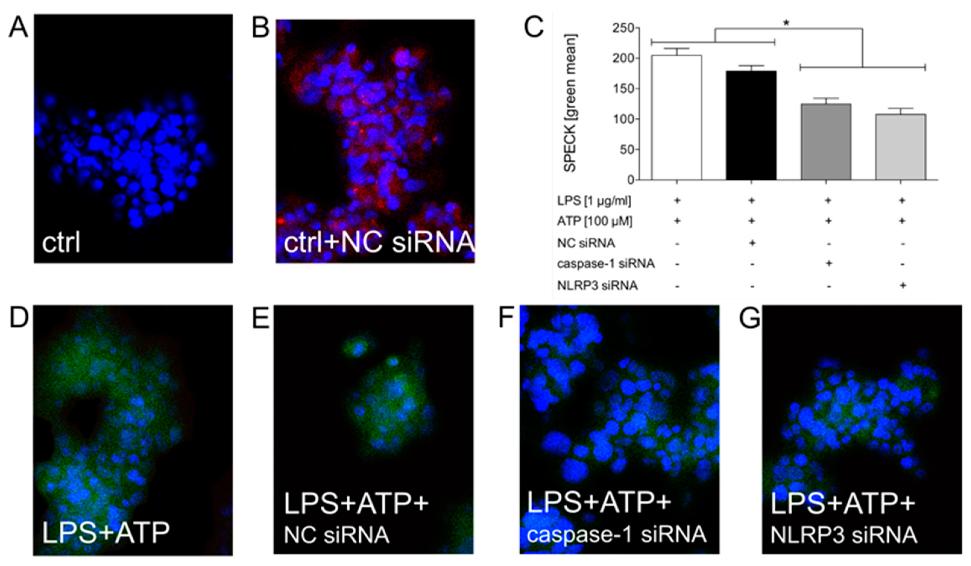 Ijms 21 03196 g003 Ijms 21 03196 g003
