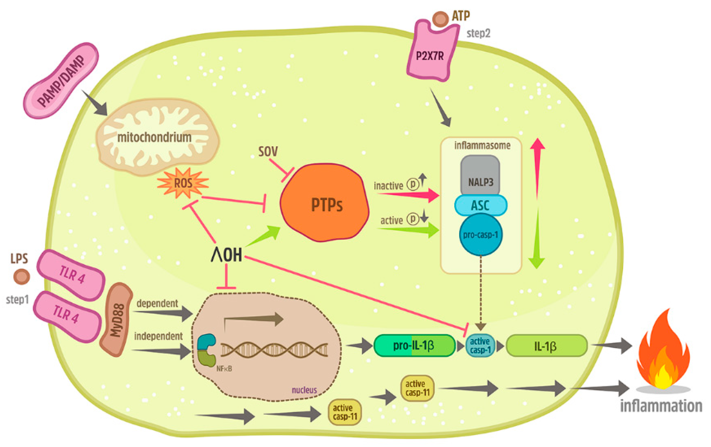 Ijms 21 03196 g008 Ijms 21 03196 g008