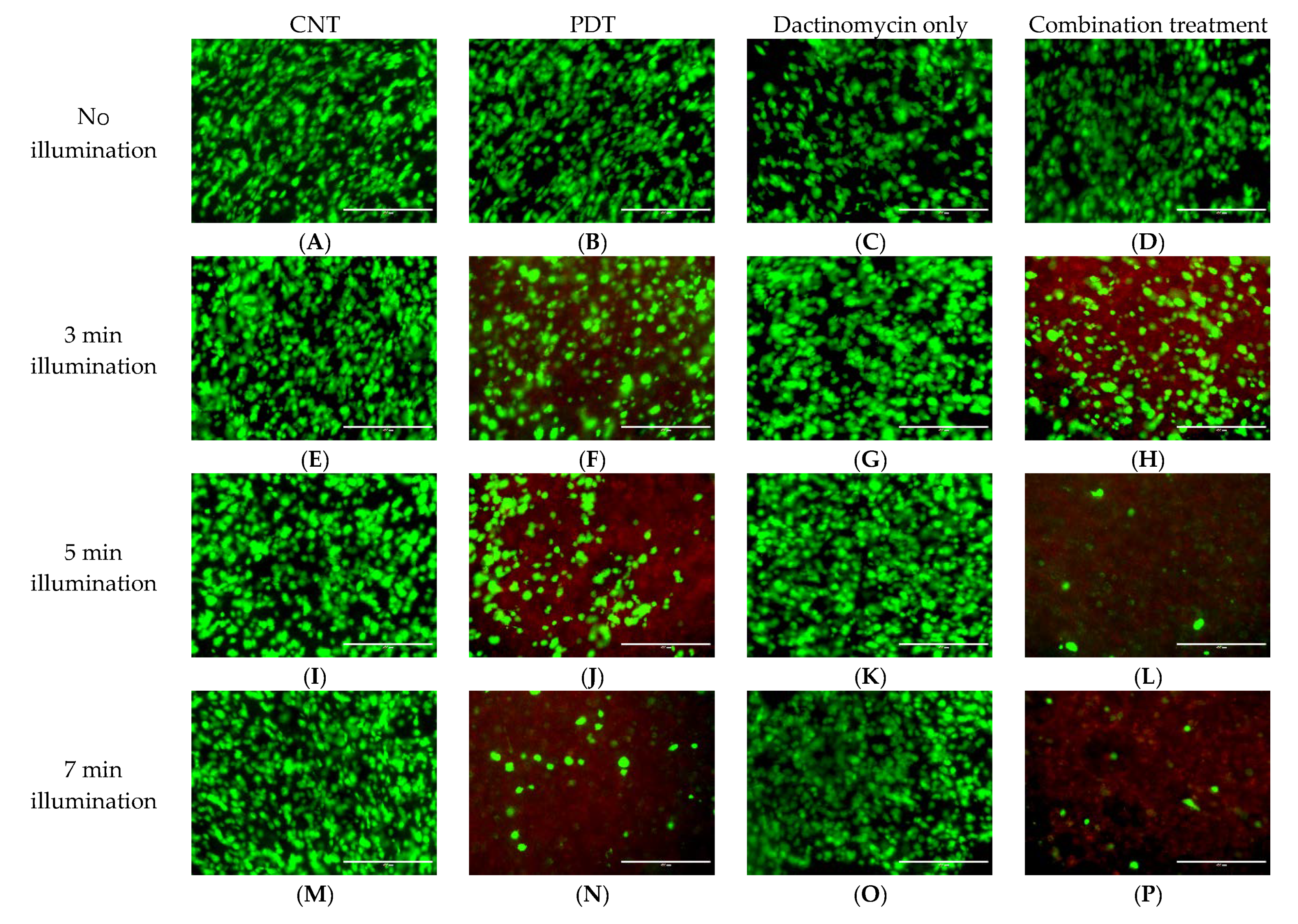 Ijms Free Full Text Synergy Between Photodynamic Therapy And Dactinomycin Chemotherapy In 2d And 3d Ovarian Cancer Cell Cultures Html