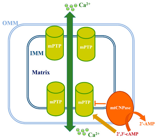 The Functions of Mitochondrial 2′,3′-Cyclic Nucleotide-3 ...
