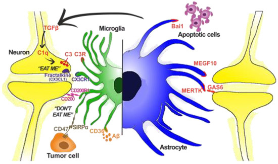Microglial and Astrocytic Function in Physiological and Pathological ...