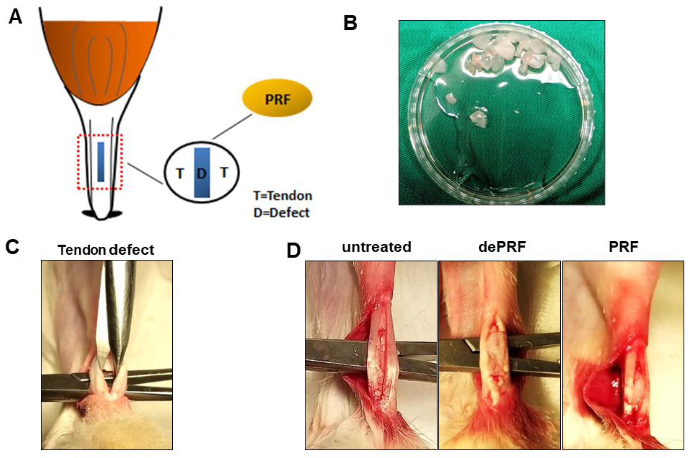 Ijms 21 03221 g007 Ijms 21 03221 g007