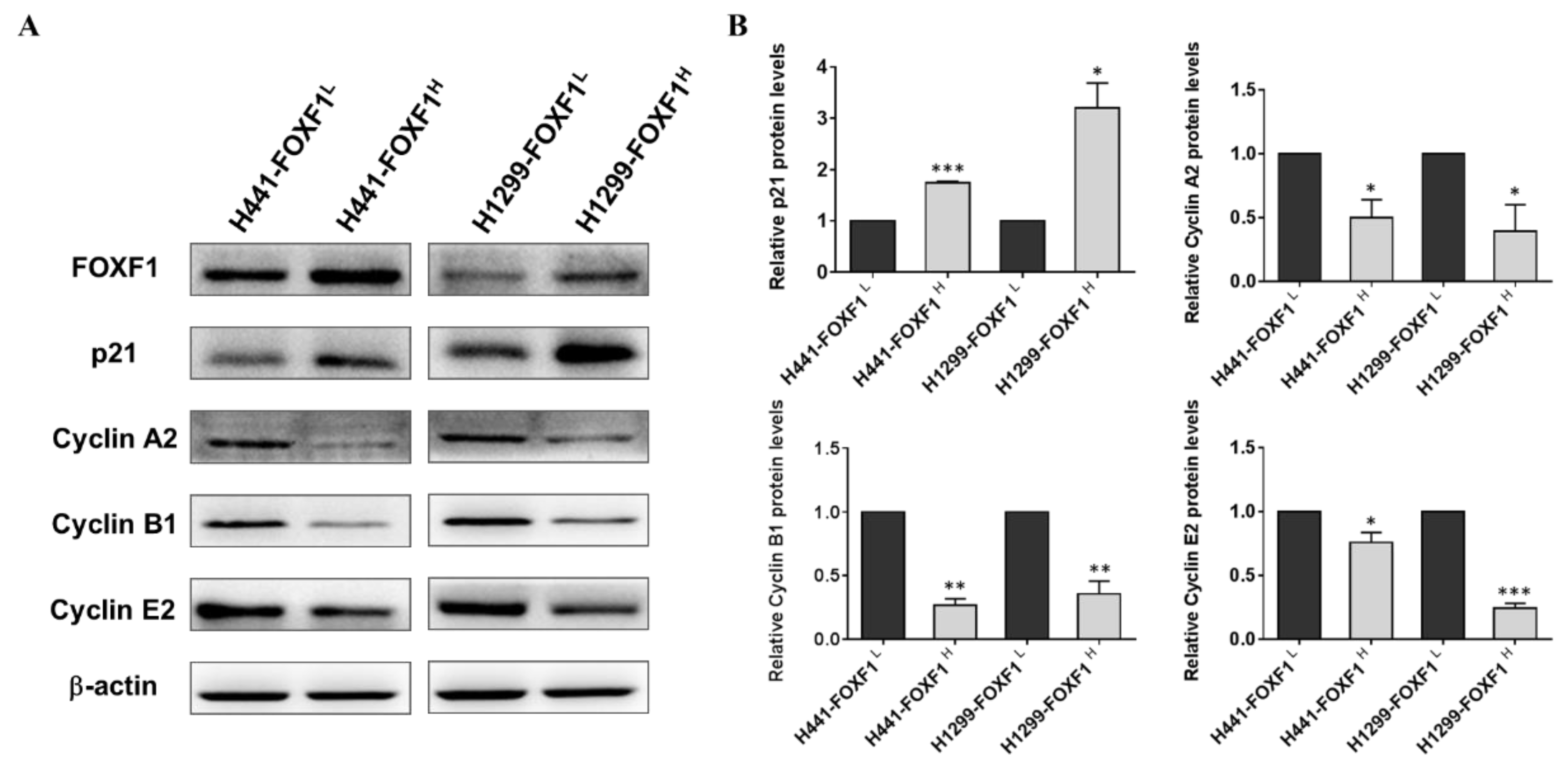 Ijms 21 03227 g004 Ijms 21 03227 g004