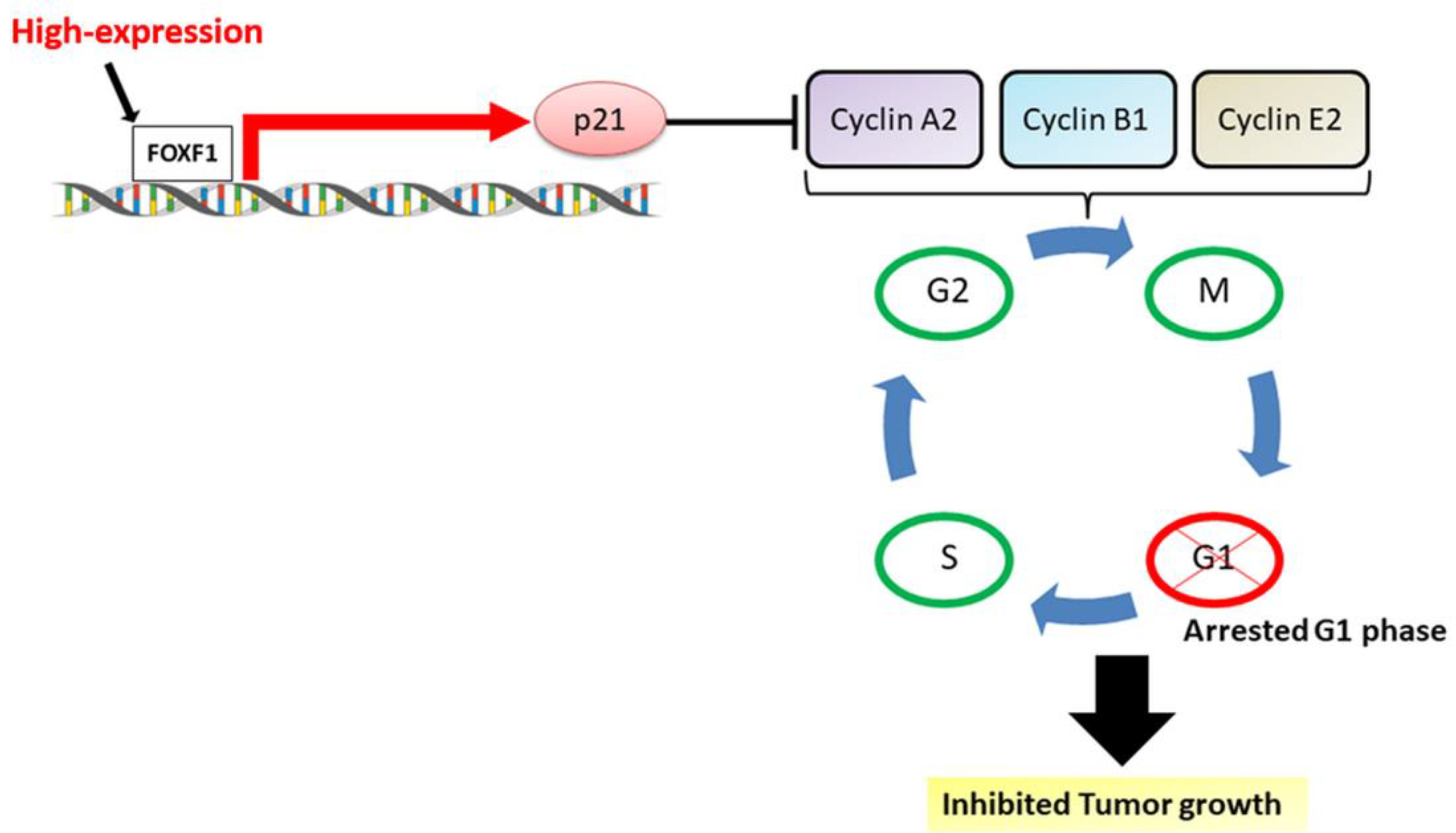 Ijms 21 03227 g008 Ijms 21 03227 g008