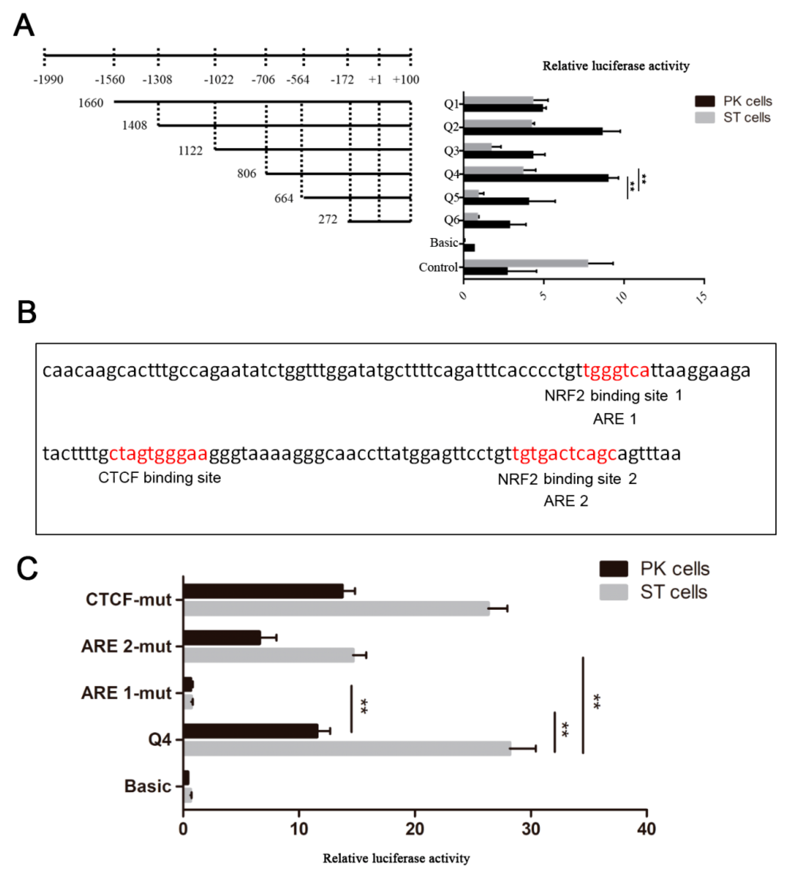 Ijms 21 03232 g003 Ijms 21 03232 g003