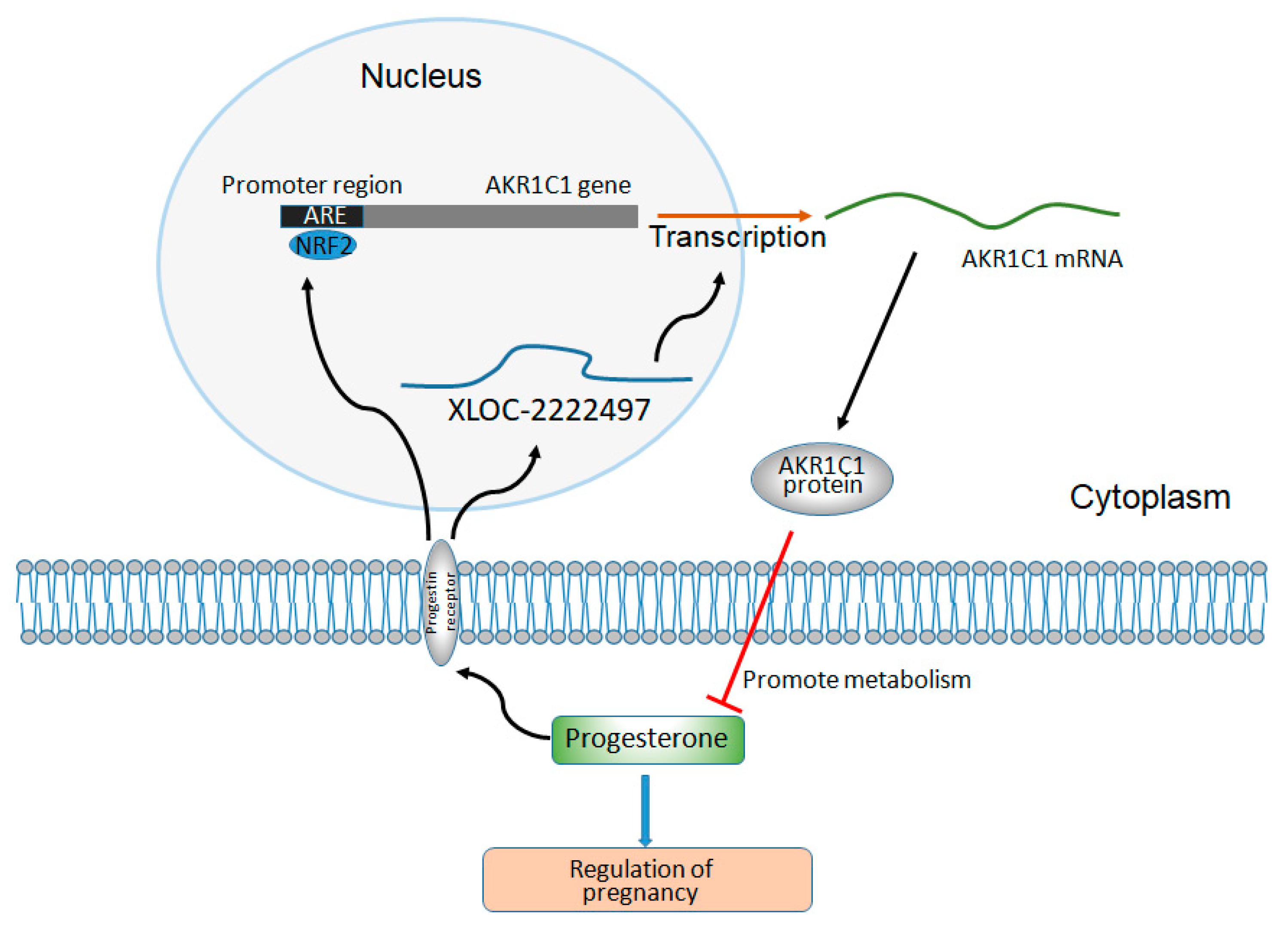 Ijms 21 03232 g007 Ijms 21 03232 g007